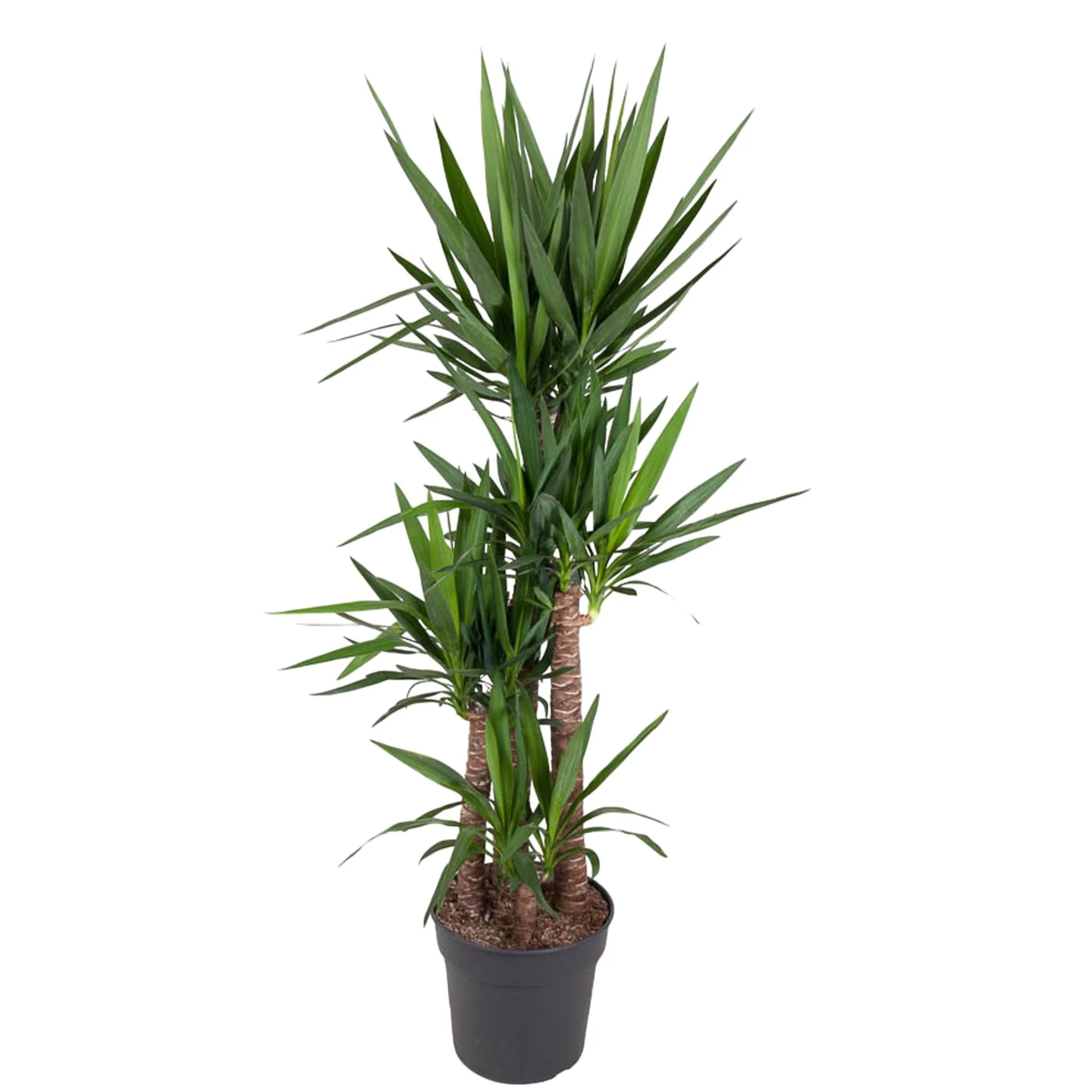 Palmlilie – Yucca Elephantipes | 180 cm | Ø34 cm