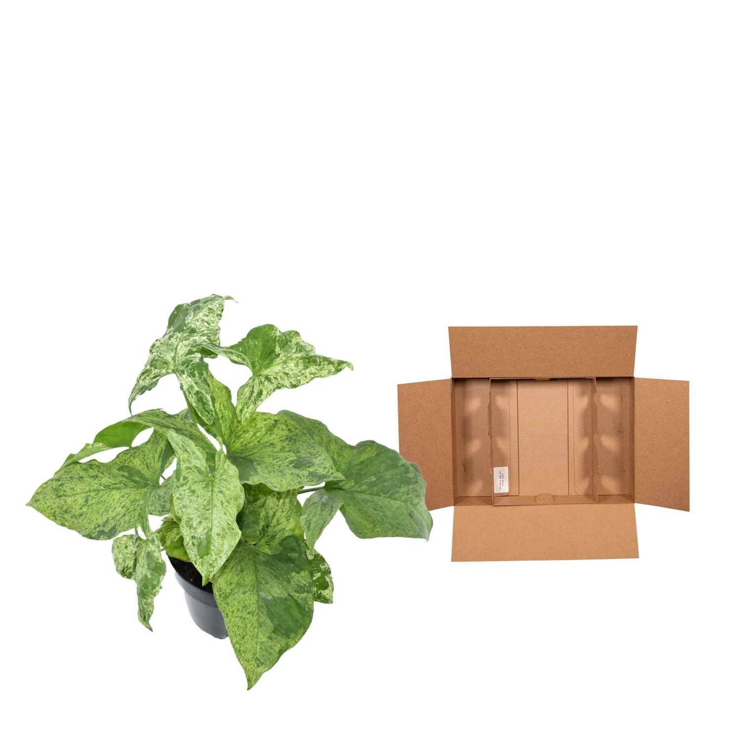 Pfeilblatt - Syngonium Mottled | 25 cm | Ø12 cm