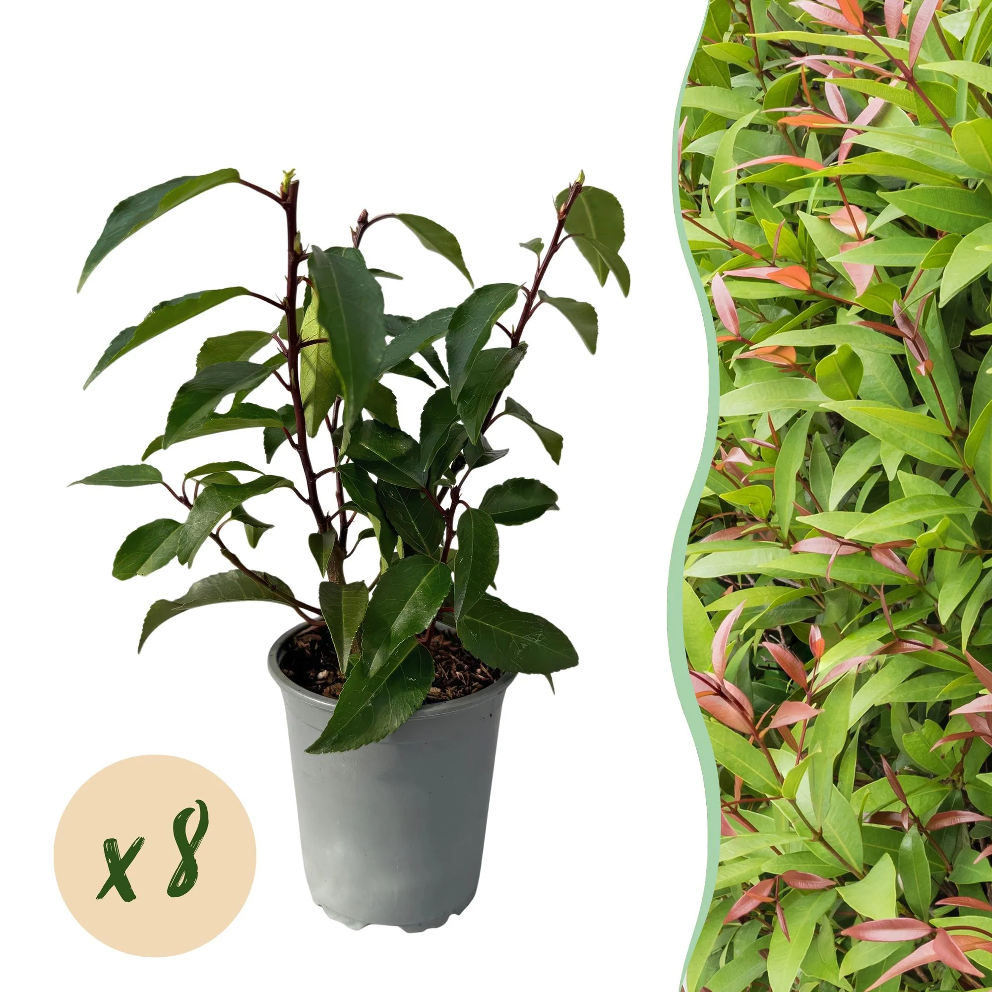 8x Portugiesischer Kirschlorbeer - Prunus lusitanica Angustifolia | 8 Pflanzen - 1 laufender Meter |- Topf 9cm - Höhe 30-35cm