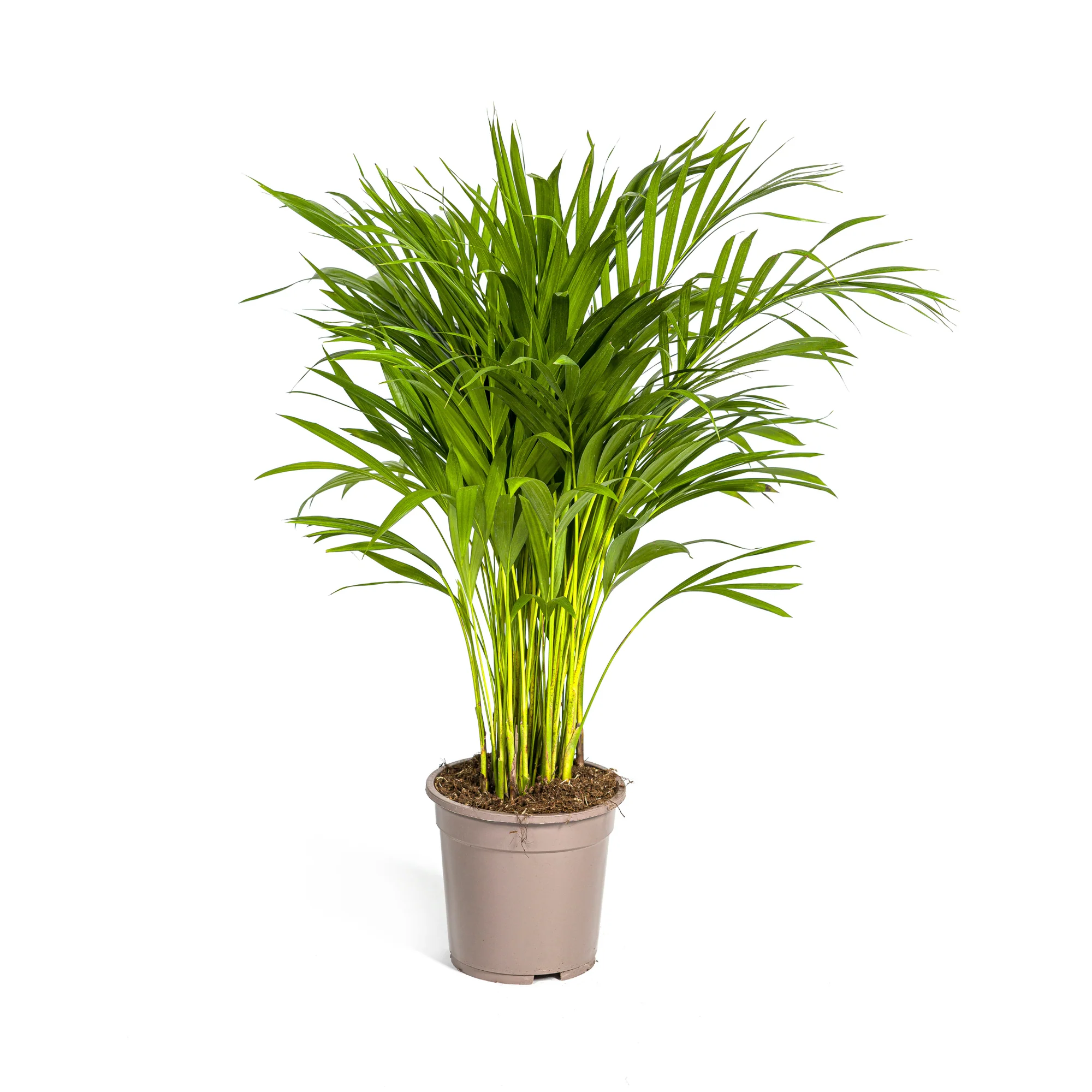 Goldfruchtpalme - Areca-Palme - Dypsis Areca Lutescens | 80 - 100cm | Ø19cm