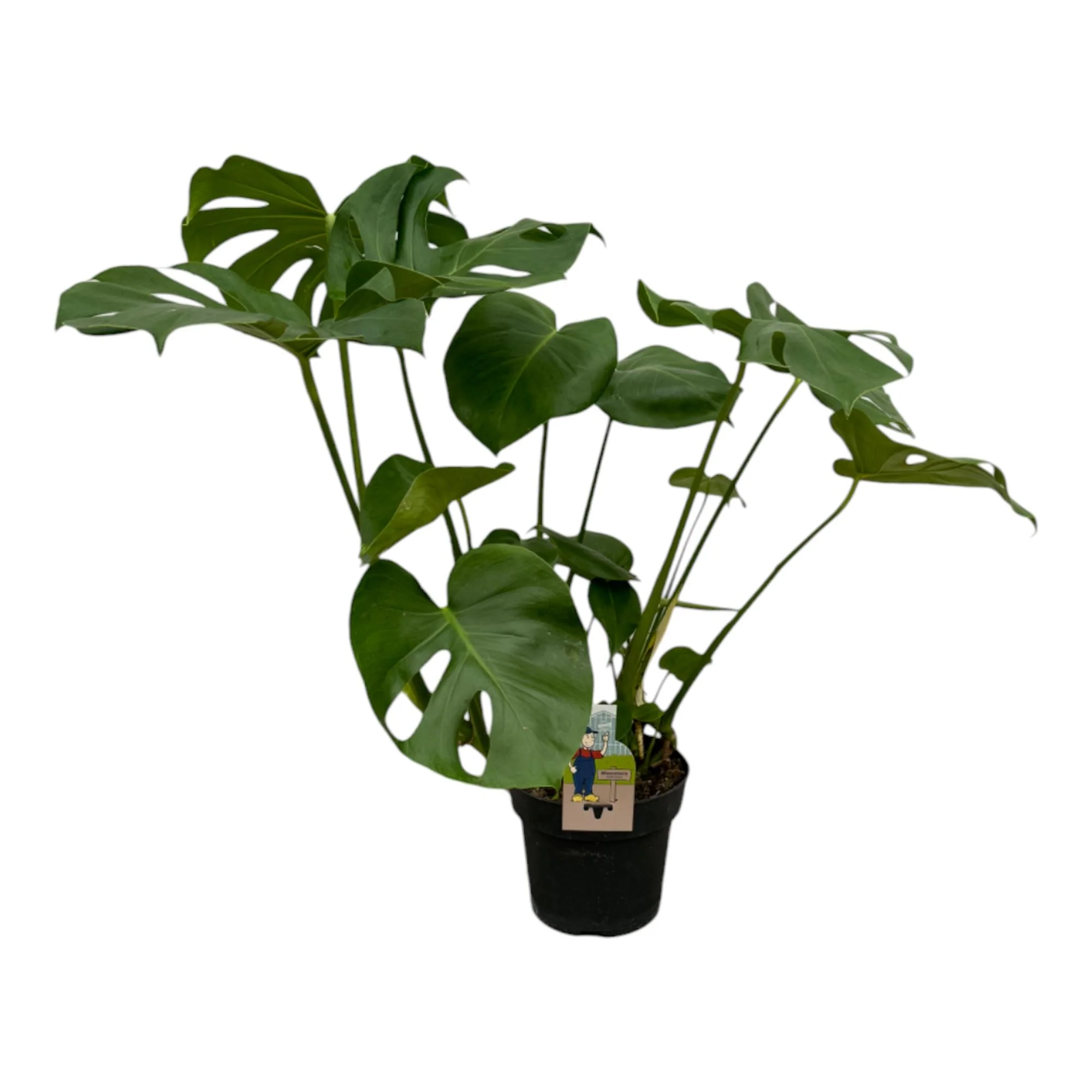 Fensterblatt - Monstera Deliciosa | 70 cm | Ø17 cm