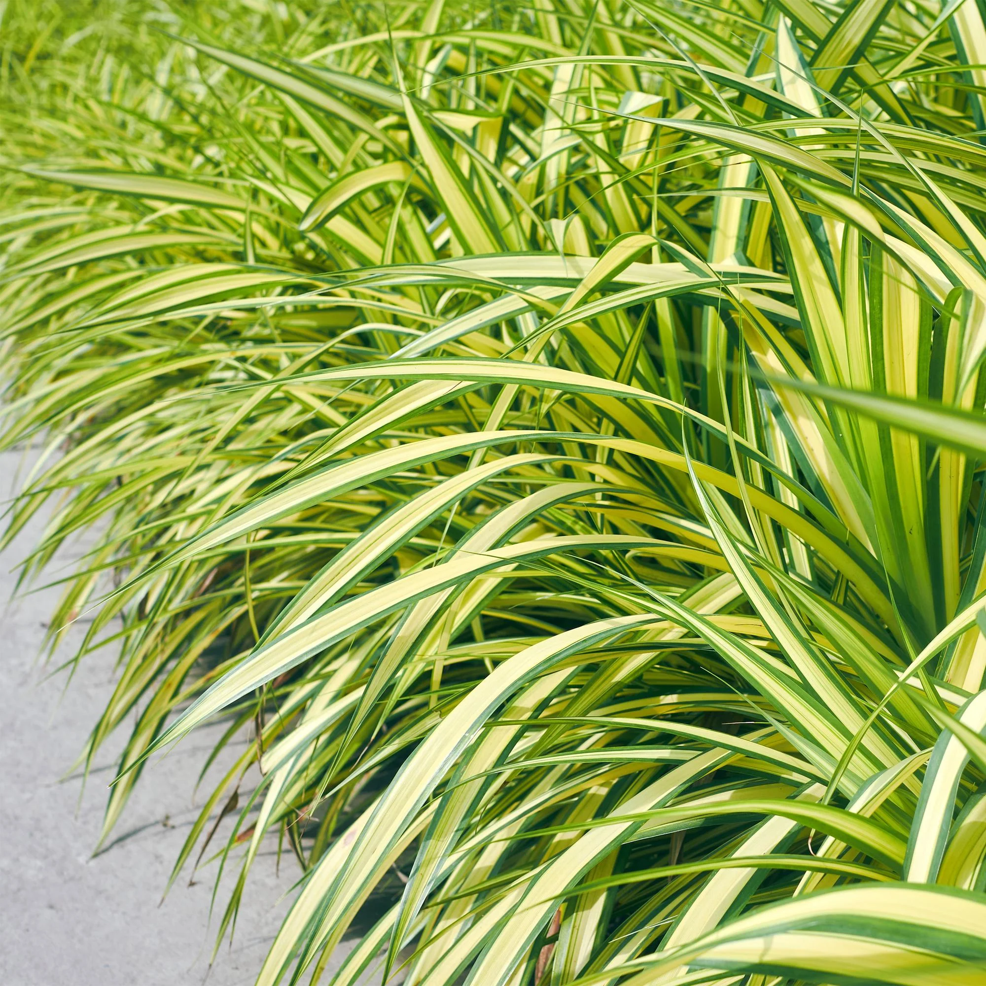 4x Japan-Segge - Carex oshimensis Evergold | 50 cm | Ø17 cm
