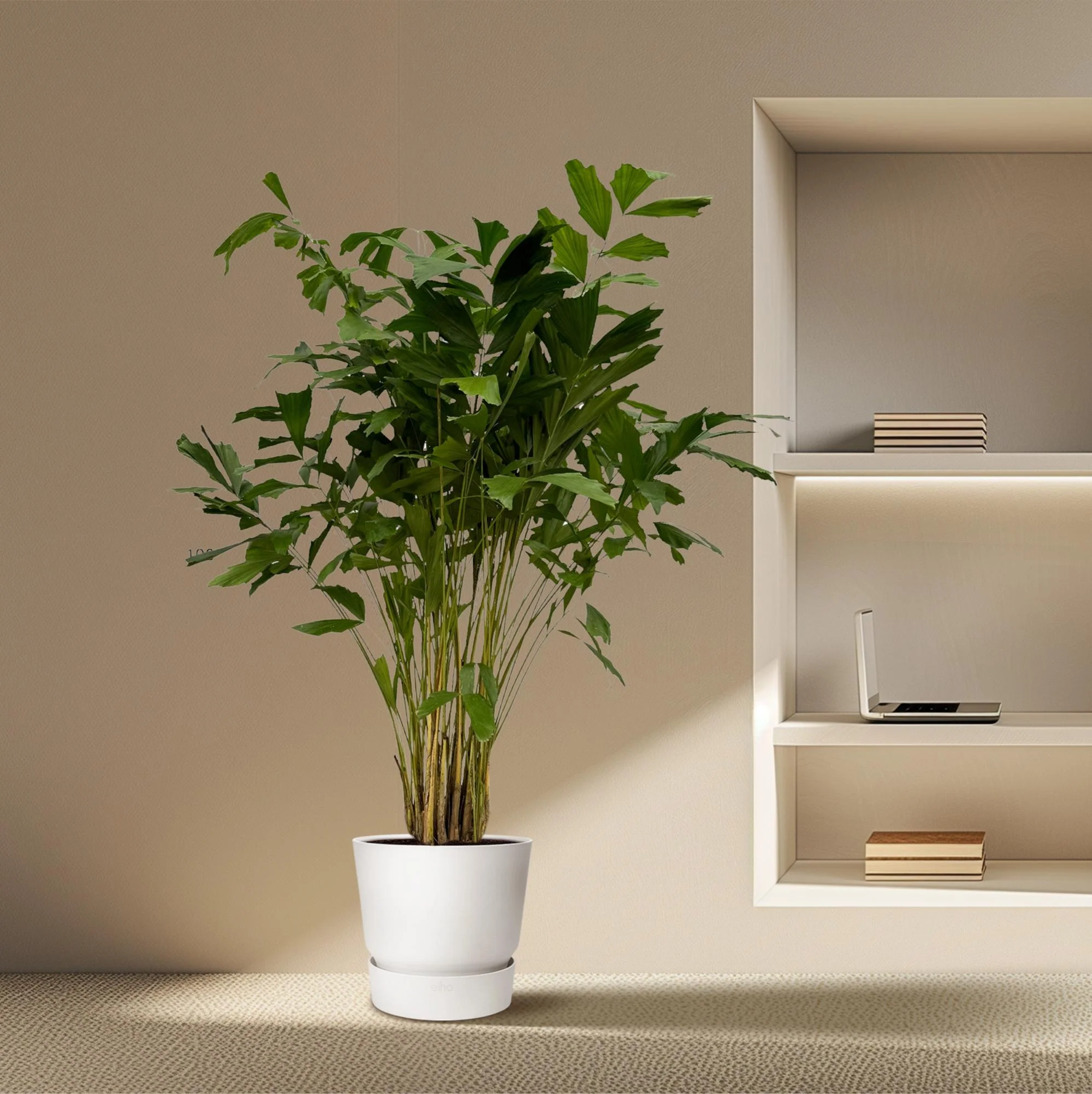 XXL Fischschwanzpalme - Caryota Mitis | 250 cm | Ø32cm