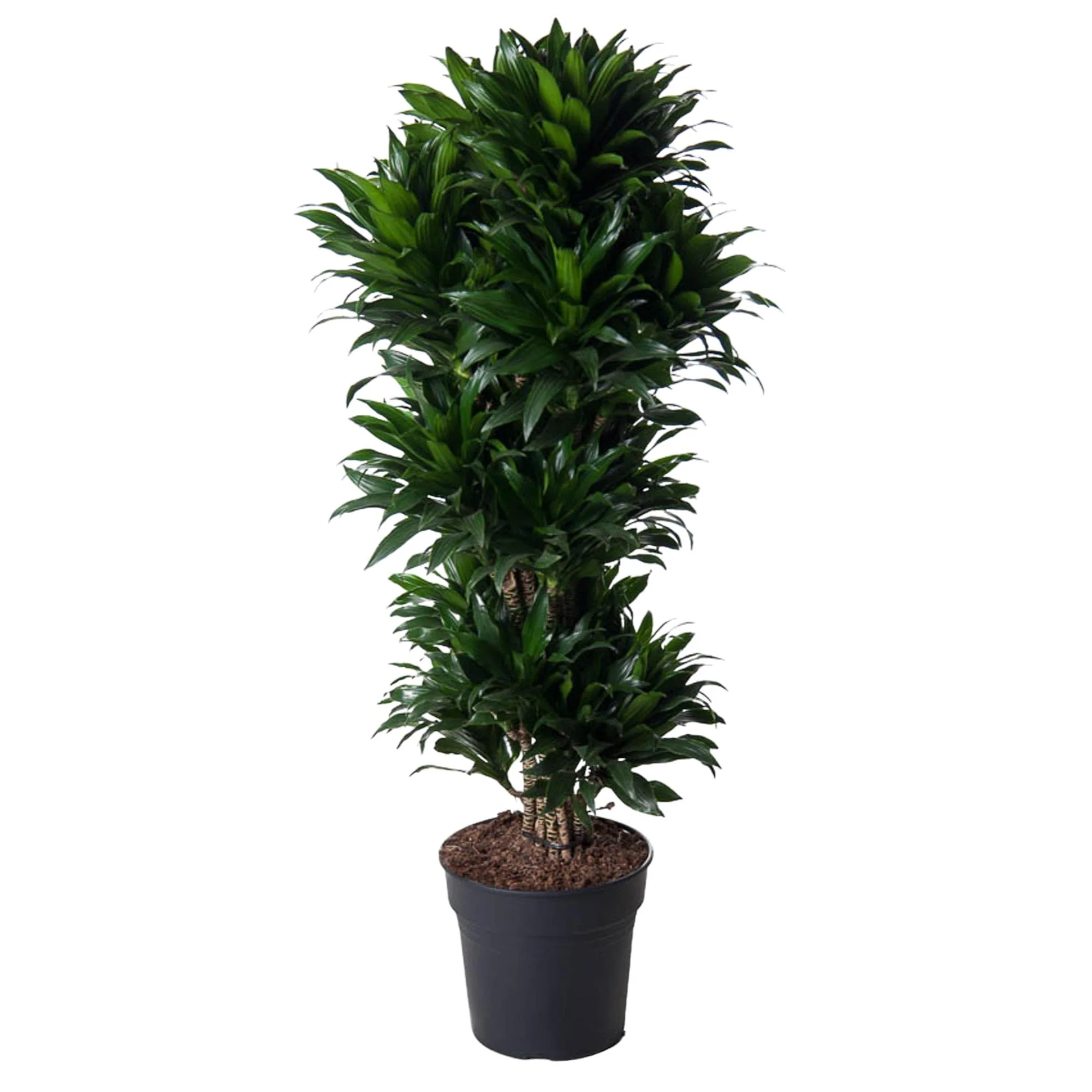 Dracaena Compacta - Drachenbaum | 140 cm | Ø31 cm