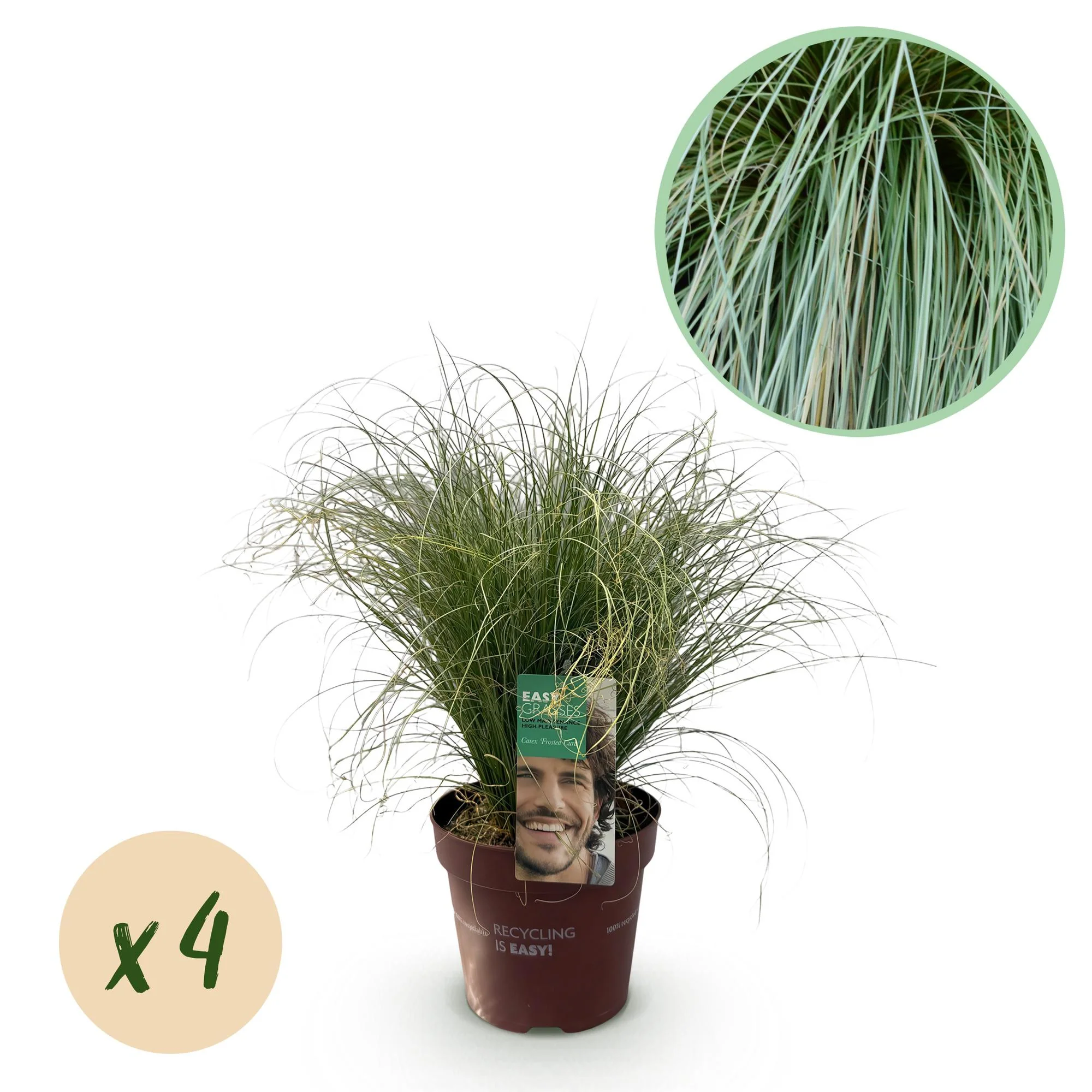 4x Japan-Segge - Carex comans Frosted Curls | 50 cm | Ø17 cm