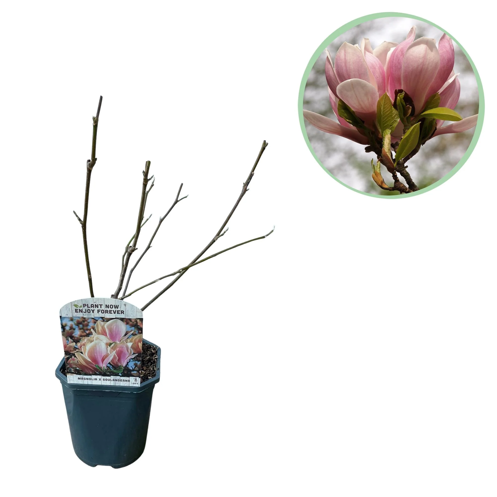 Tulpen-Magnolia - Magnolia Soulangiana | Topf 17cm - Höhe 45cm