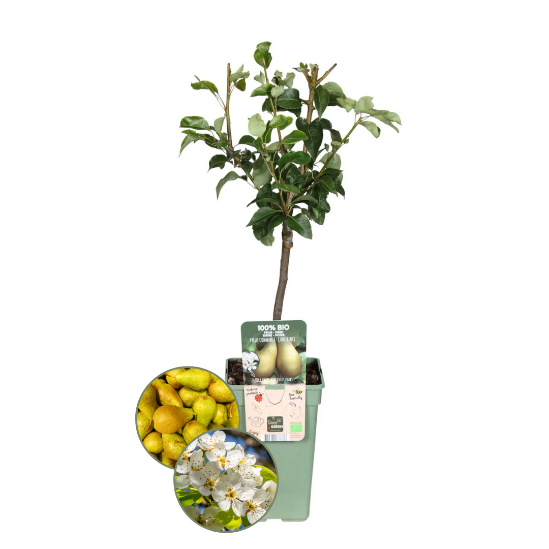 Birnenbaum – Pyrus communis | 60 cm | Ø20 cm