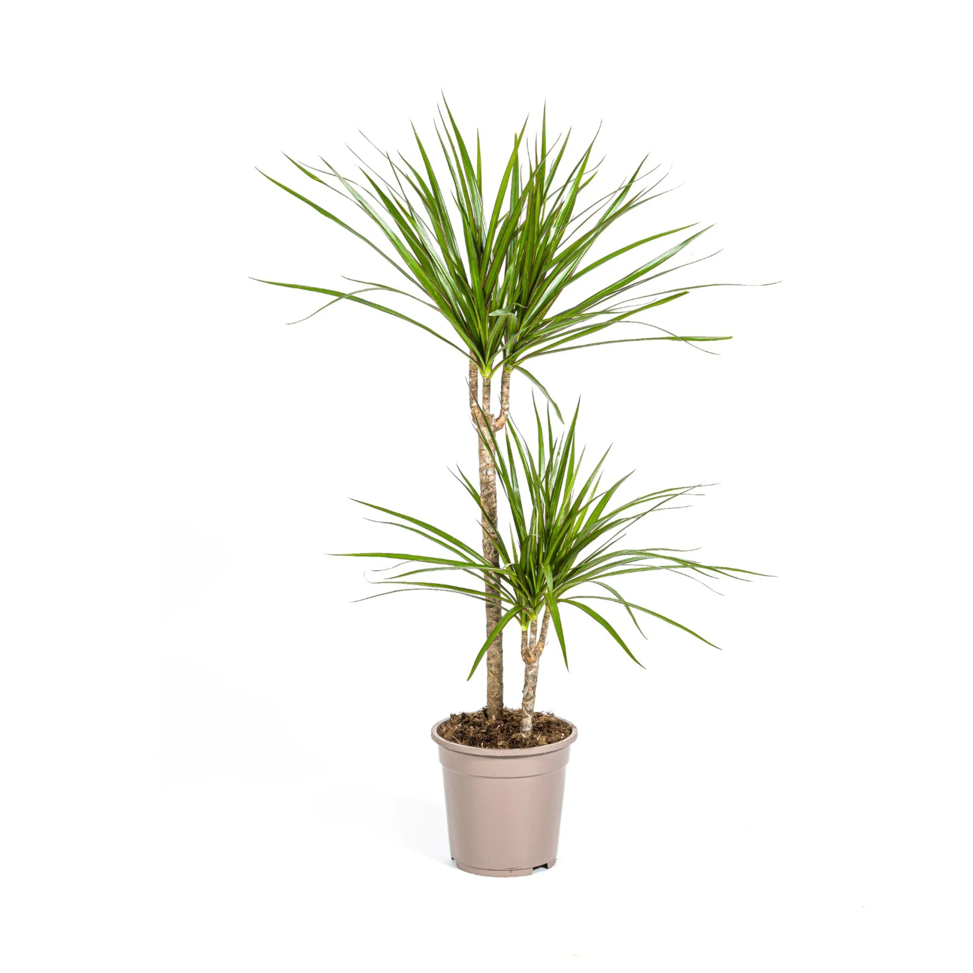 Drachenbaum - Dracaena Marginata Green | 70 - 90cm | Ø19cm