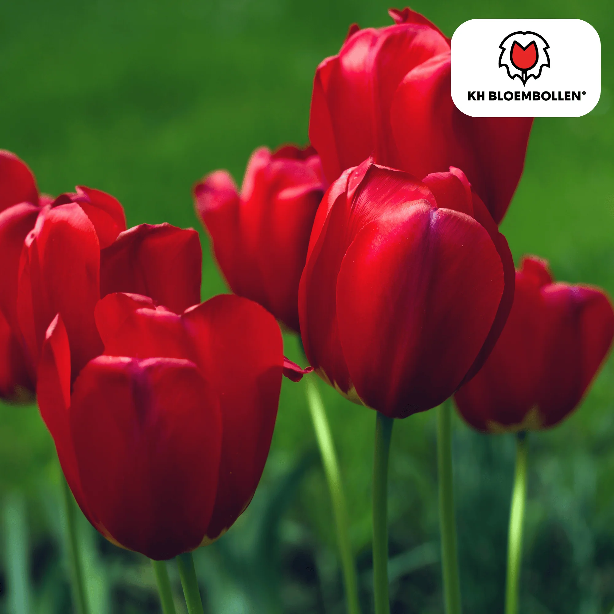 Tulpe Seadov – Tulipa Seadov | ca. 45–50 cm | 20 Zwiebeln Größe 11/12