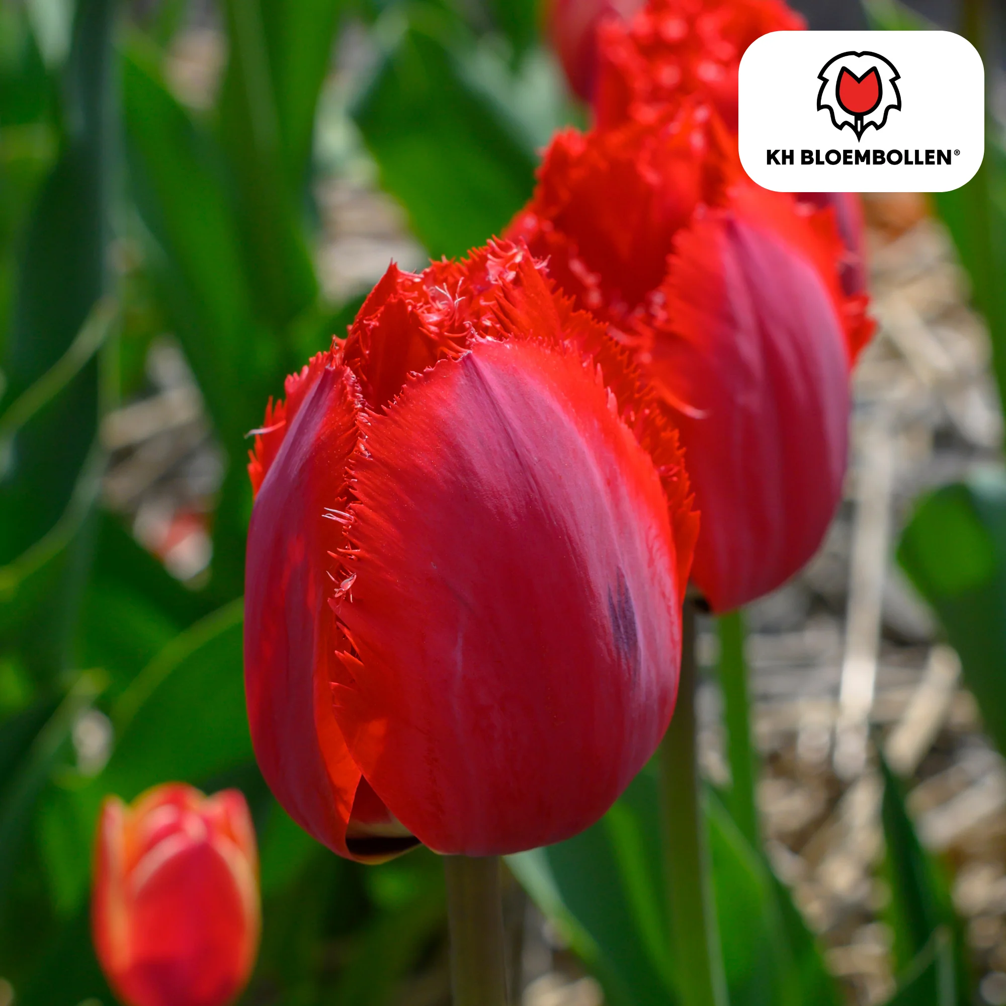 Tulpe Masterpeace – Tulipa Masterpeace | ca. 45–55 cm | 20 Zwiebeln Größe 11/12