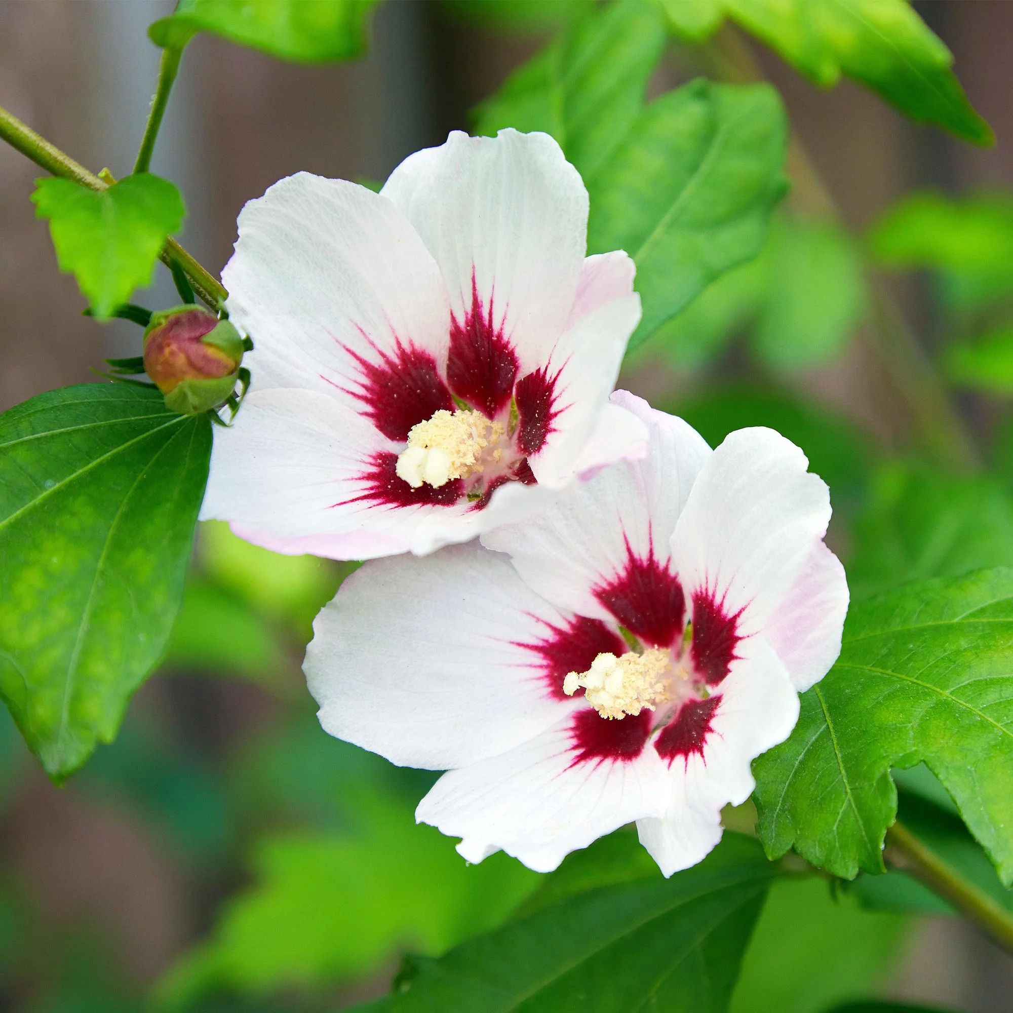 Garteneibisch - Hibiscus syriacus Hamabo | Topf 17cm Höhe 45cm