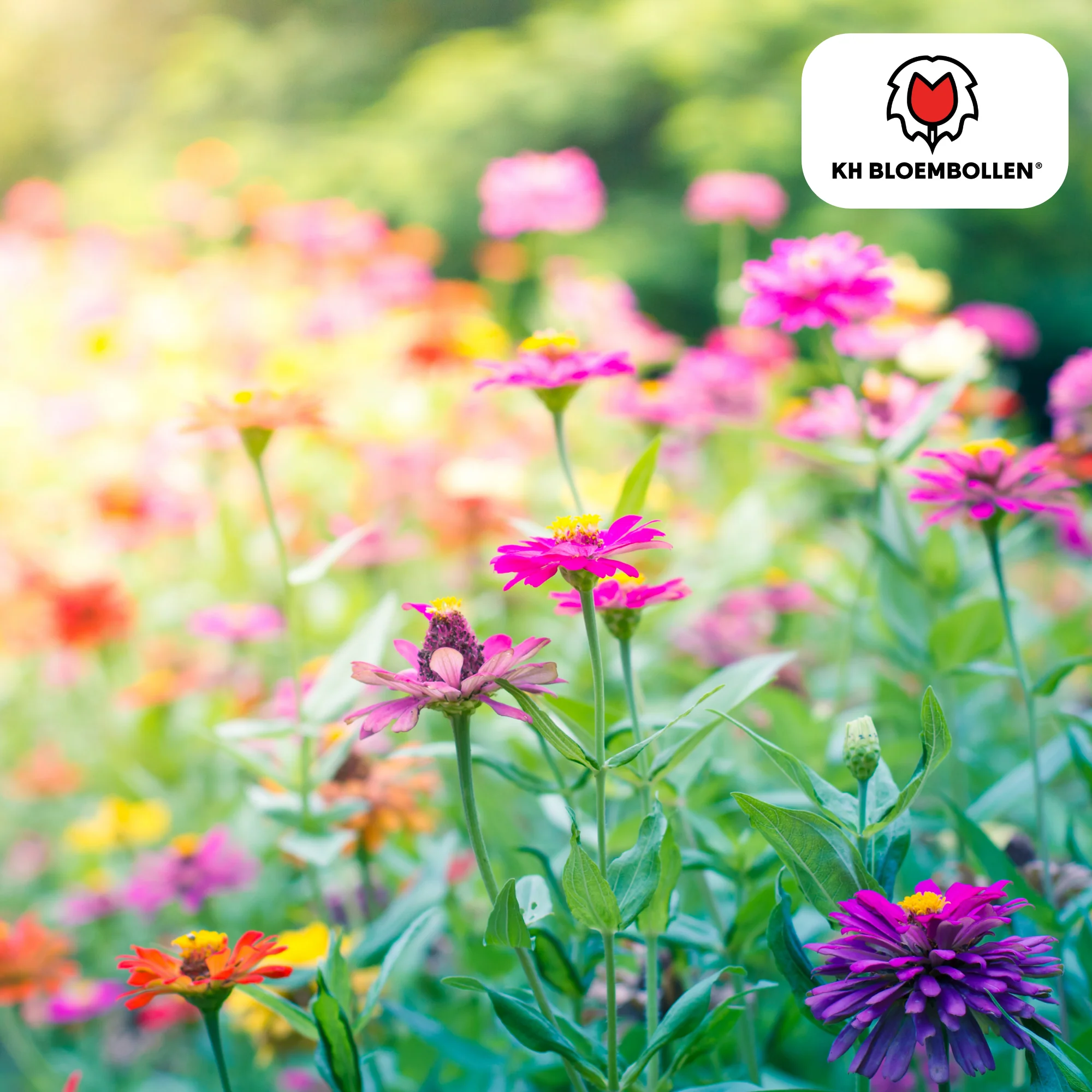 Wildblumen-Saatgutmischung – 100 g | Für Bienen, Schmetterlinge & Biodiversität | ca. 30–50 m²