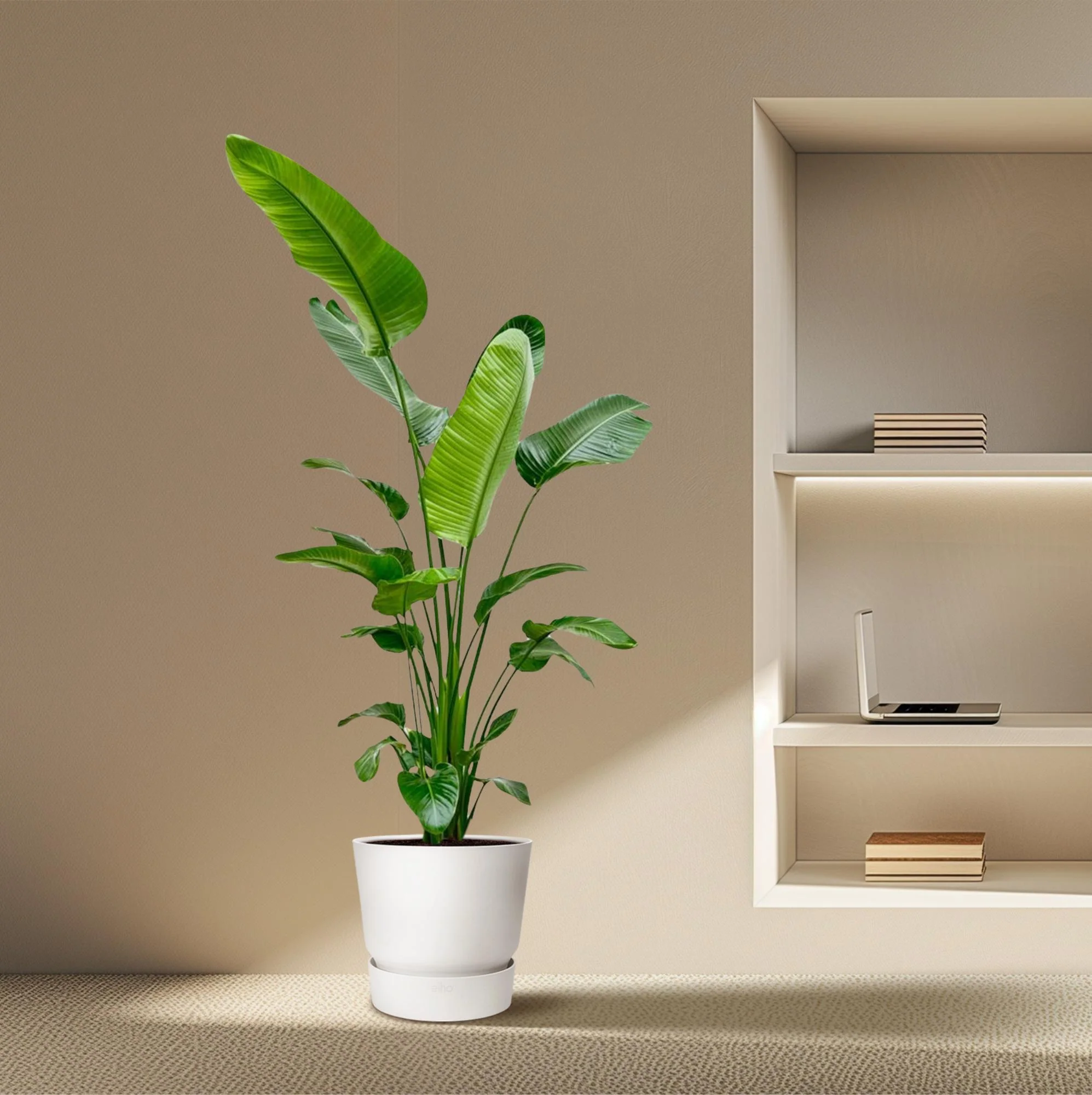 Strelitzia Nicolai - Weiße Paradiesvogelblume | 180-200 cm | Ø24-27 cm