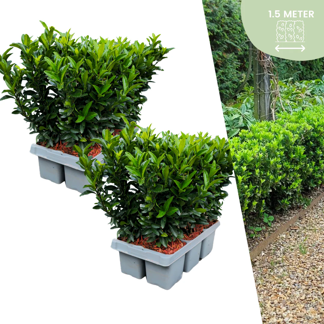 12x Spindelstrauch 'Green Spire' – Euonymus japonicus | Für 1,5 Meter Hecke | 15 cm hoch | Ø7 cm Topf