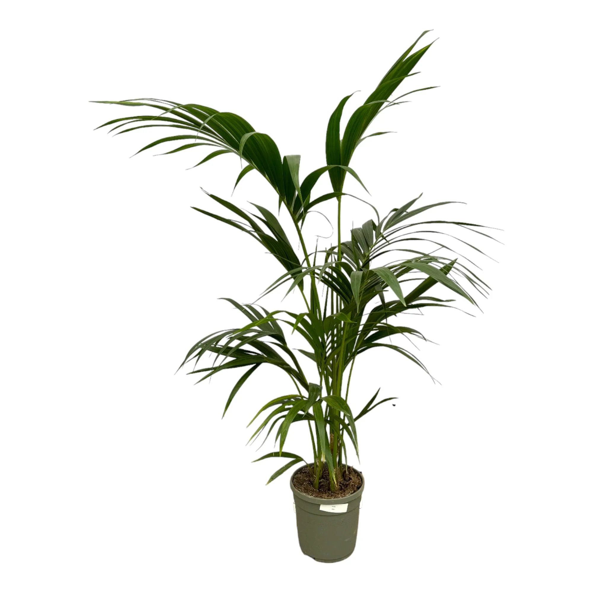 Kentiapalme - Kentia Palm | 130 cm | Ø21cm