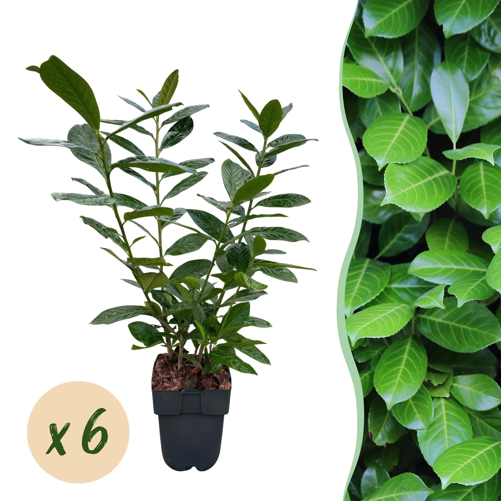 6x Kirschlorbeer - Prunus laurocerasus Novita | 6 Pflanzen - 1 laufender Meter | Topf 17cm - Höhe 50cm