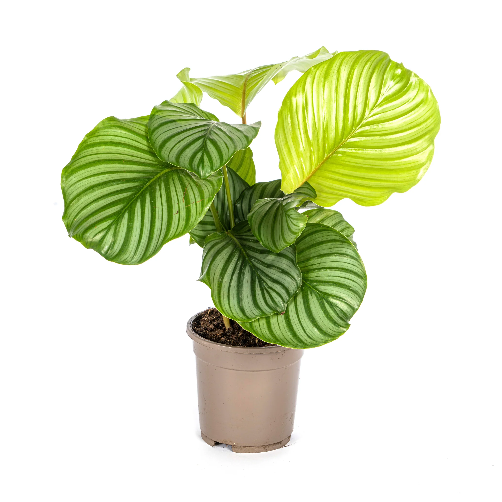 Korbmarante - Calathea Orbifolia | 40 - 50cm | Ø17cm