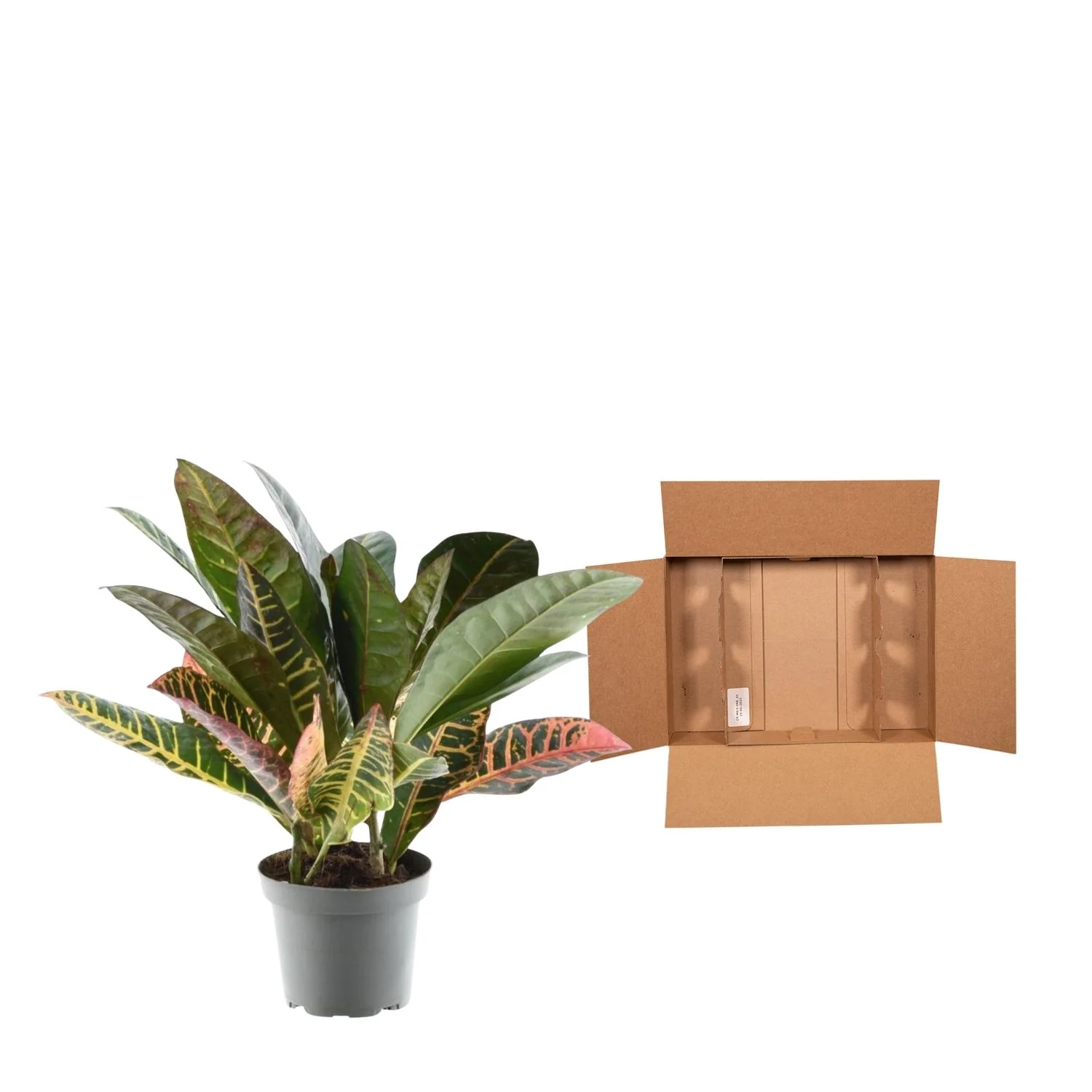 Krokodilstränenpflanze - Codiaeum variegatum 'Petra' | 30 cm | Ø12