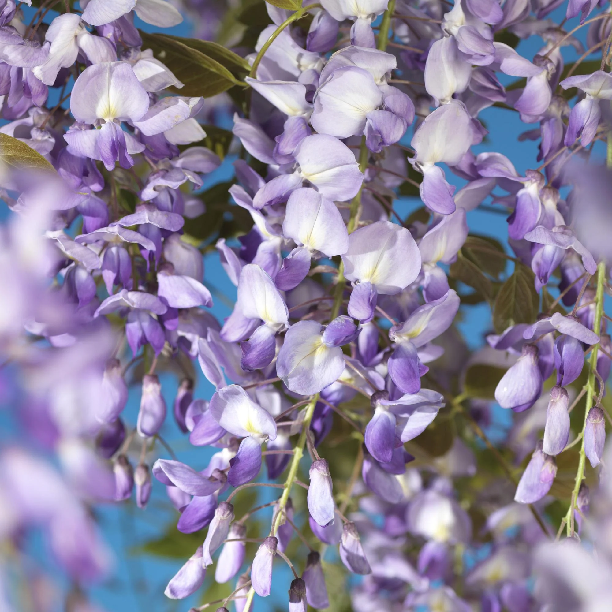 Japanische Blauregen - Wisteria floribunda Prolific | Topf 11cm Höhe 40cm