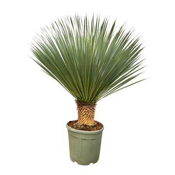 Yucca Rostrata - Beaked Yucca | 100-120 cm | Ø40