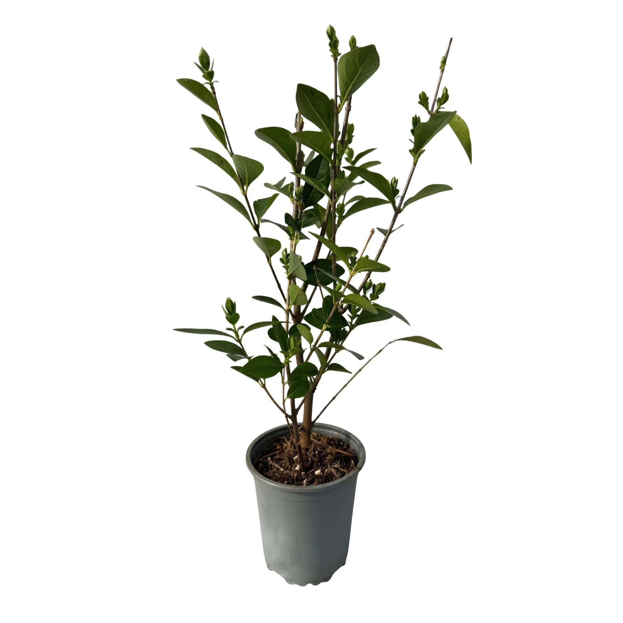 8x Liguster - Ligustrum ovalifolium | 8 Pflanzen - 1 laufender Meter | Topf 9cm - Höhe 35-40cm