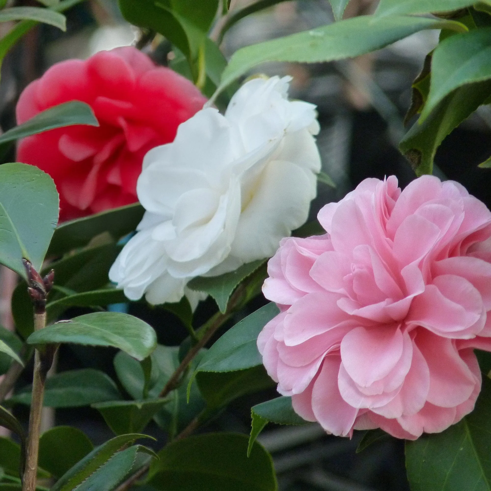 Japanische Kamelie - Camelia japonica Tricolour | Topf 15cm Höhe 30cm