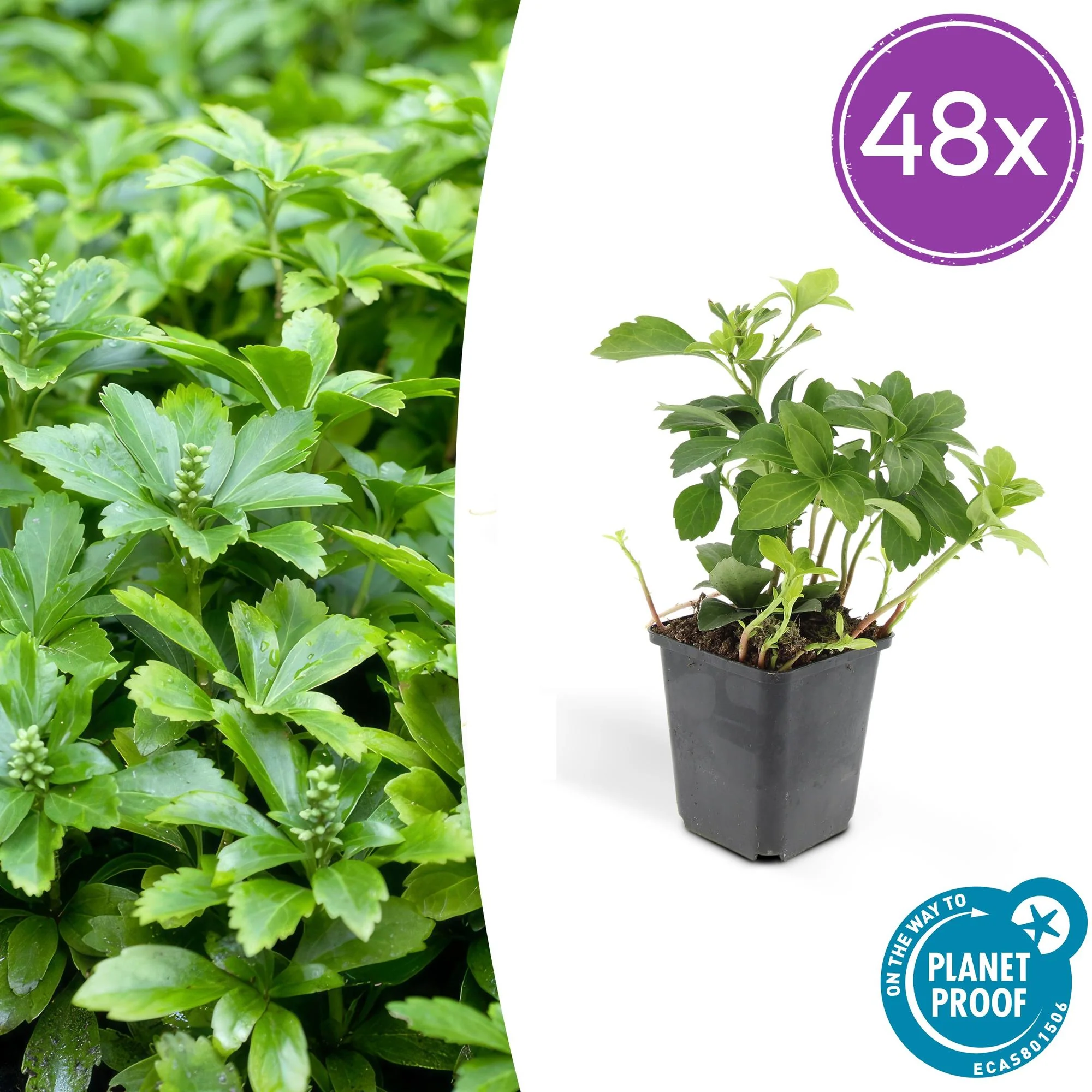 48x Japanischer Spurge - Pachysandra term. 'Green Carpet' | ↕10-25cm | Ø9cm