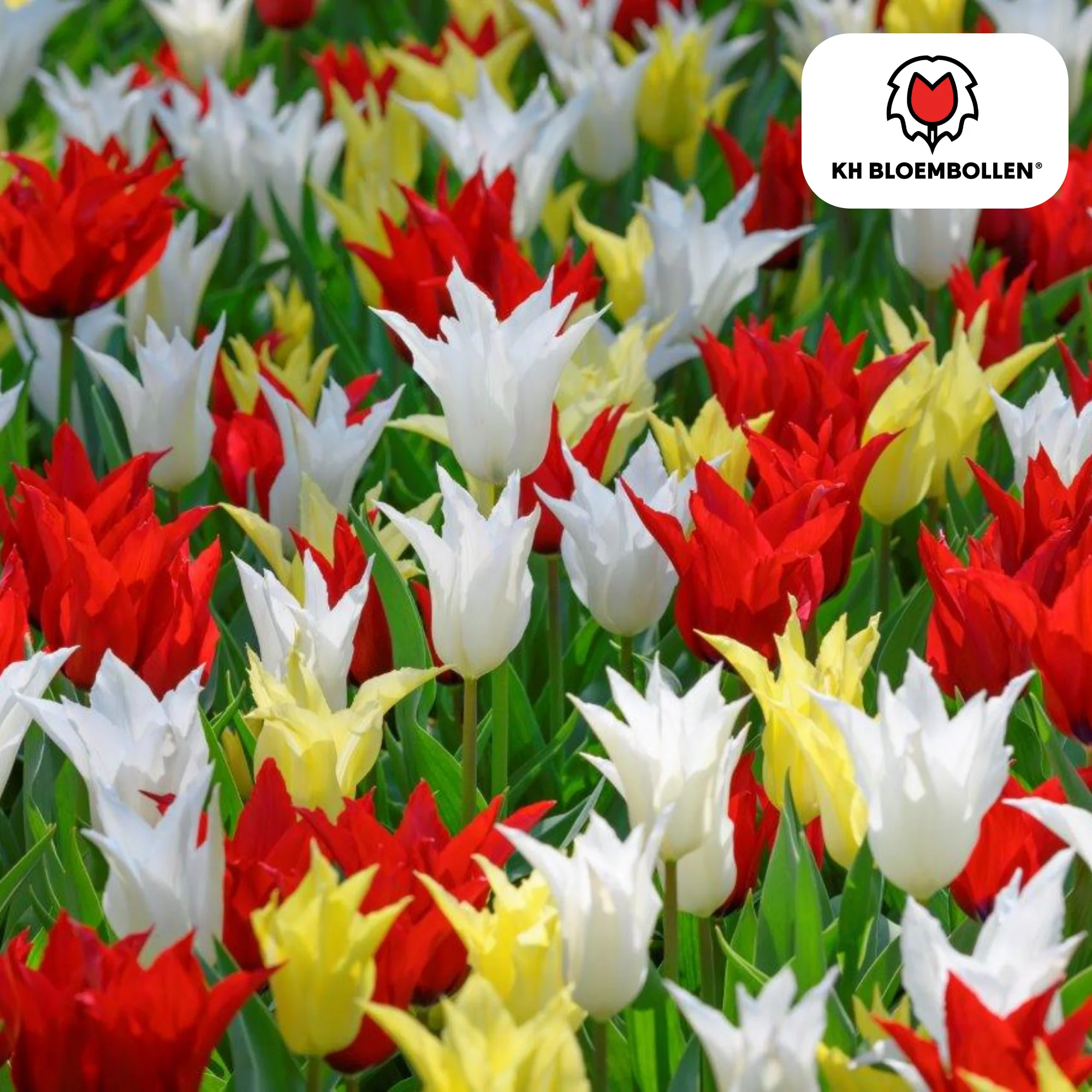 Tulpenmischung Tres Chic – Tulipa-Mix | ca. 40–50 cm | 20 Zwiebeln Größe 11/12