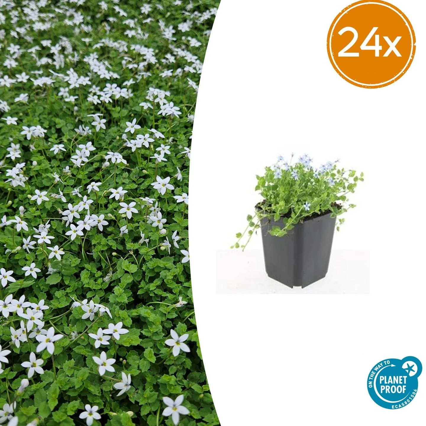 24x Weiße Sumpfglockenblume - Isotoma fluviatilis 'Alba' | 10-25cm | Ø9cm