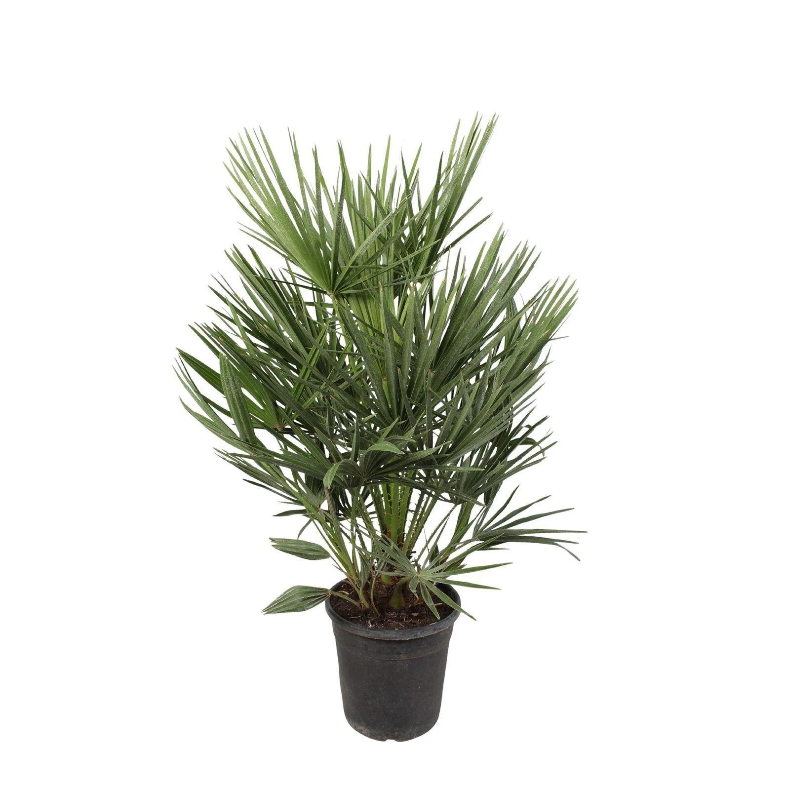 Europäische Zwergpalme - Chamaerops Humilis | 100cm | Ø21