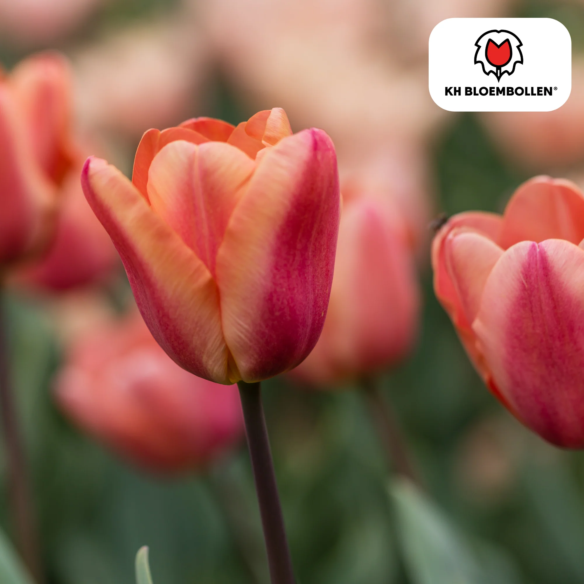 Tulpenzwiebeln Apricot Foxx – 20 Stück | Größe 11/12