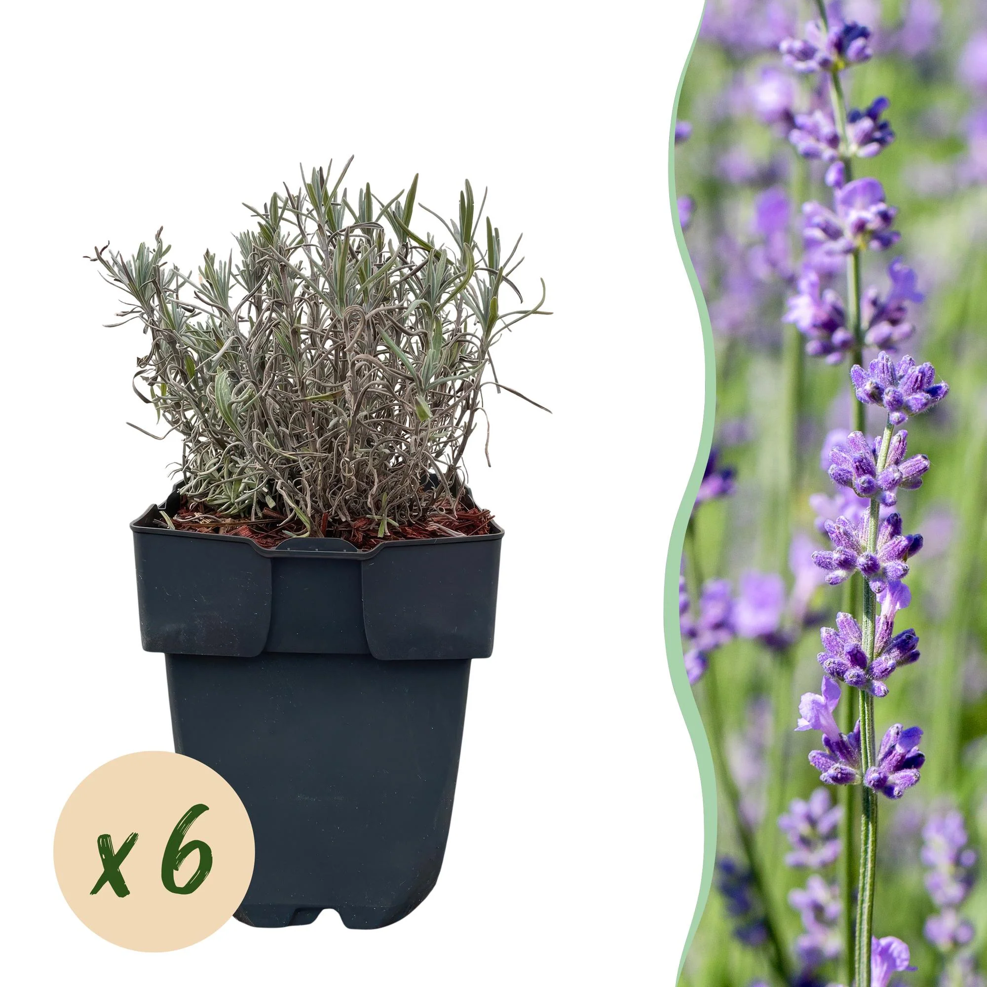 6x Echter Lavendel - Lavandula angustifolia Hidcote | 6 Pflanzen - 1 laufender Meter | Topf 17cm - Höhe 30cm