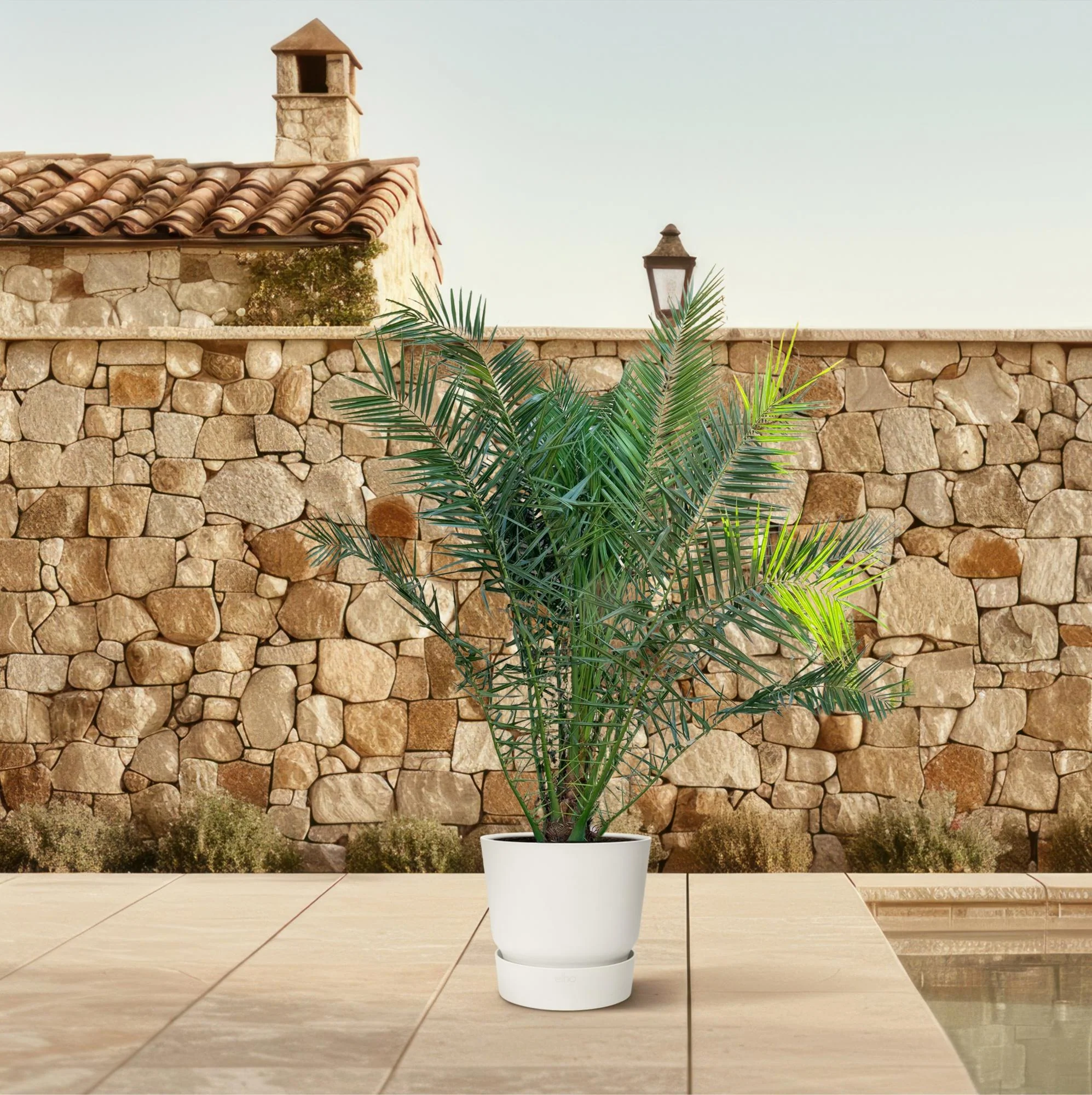 Kanarische Dattelpalme – Phoenix canariensis | 300cm | Ø50cm