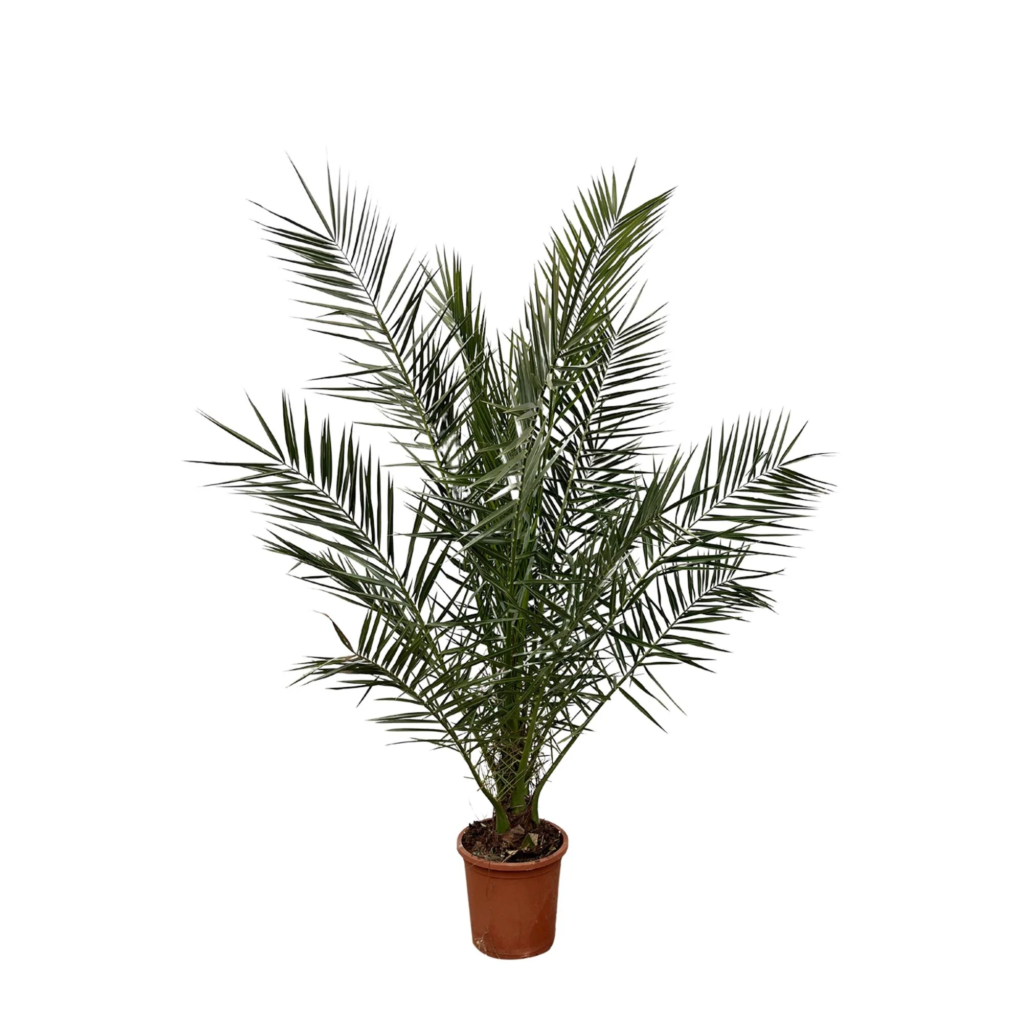 Kanarische Dattelpalme - Phoenix Canariensis | 170 cm | Ø30cm
