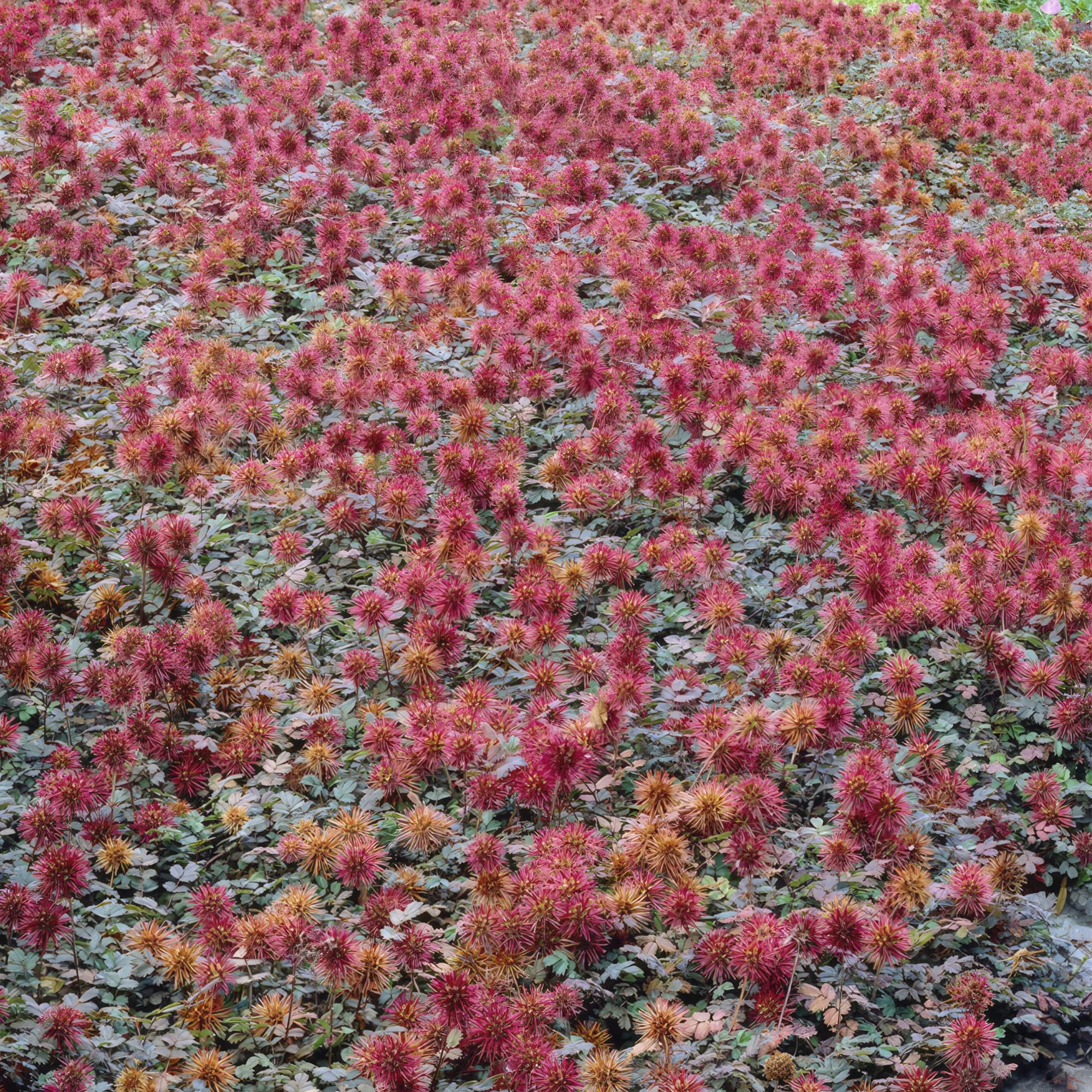 48x Kupferteppich - Acaena microphylla 'Kupferteppich' | 10-25cm | Ø9cm