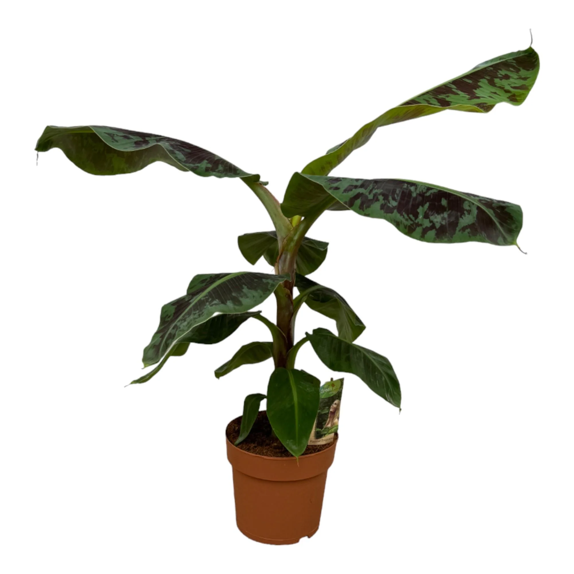 Bananenpflanze (Musa) - Tropische Banane | 80 cm | Ø21 cm