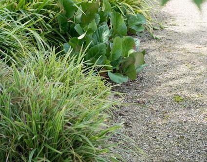 24x Herbstblüte - Bergenia cordifolia 'Herbstblüte' | 10-25cm | Ø9cm