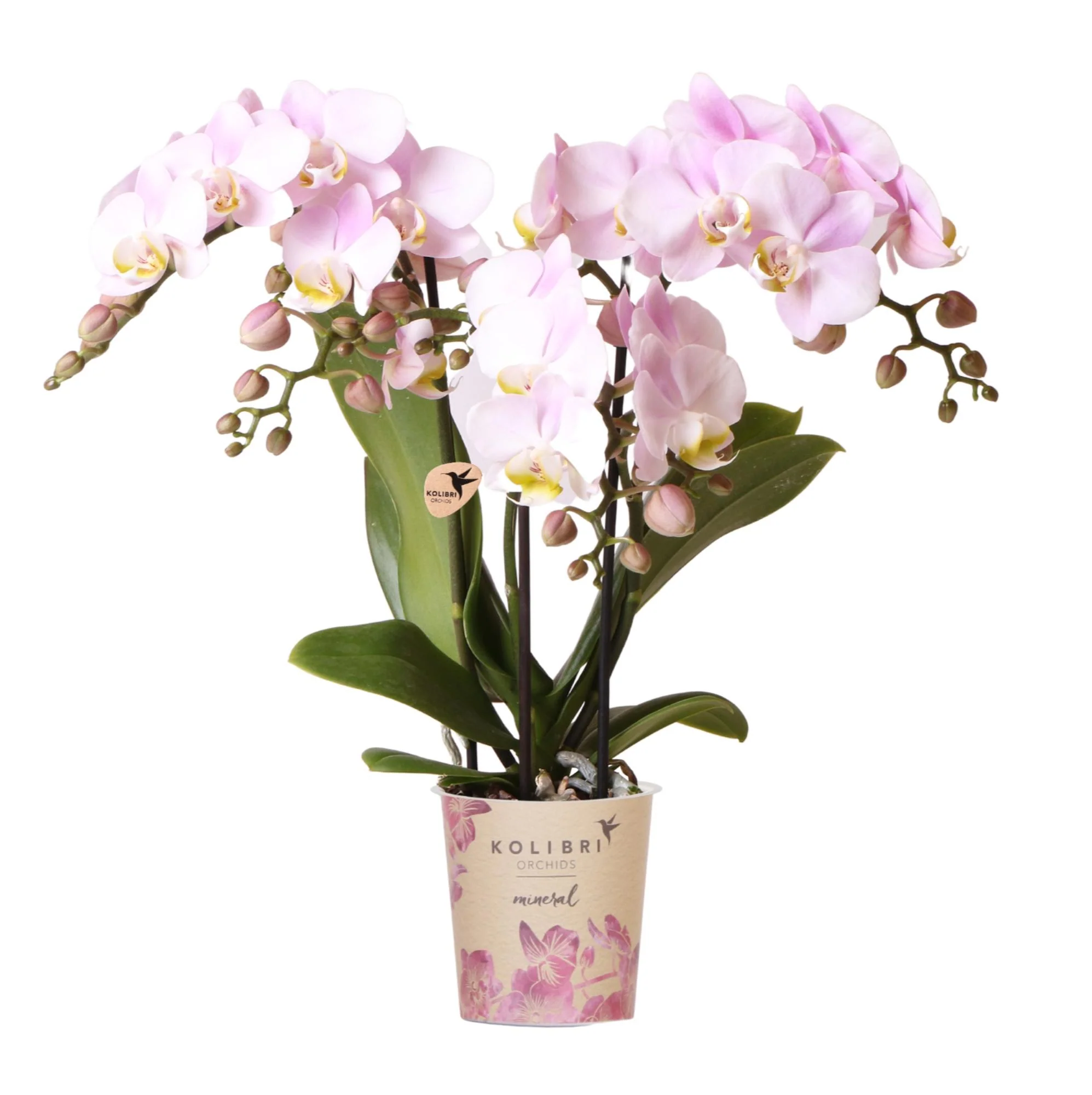 Rosa Phalaenopsis Orchidee - Portugal - Topfgröße Ø9cm | Blühende Zimmerpflanze - Frisch vom Züchter