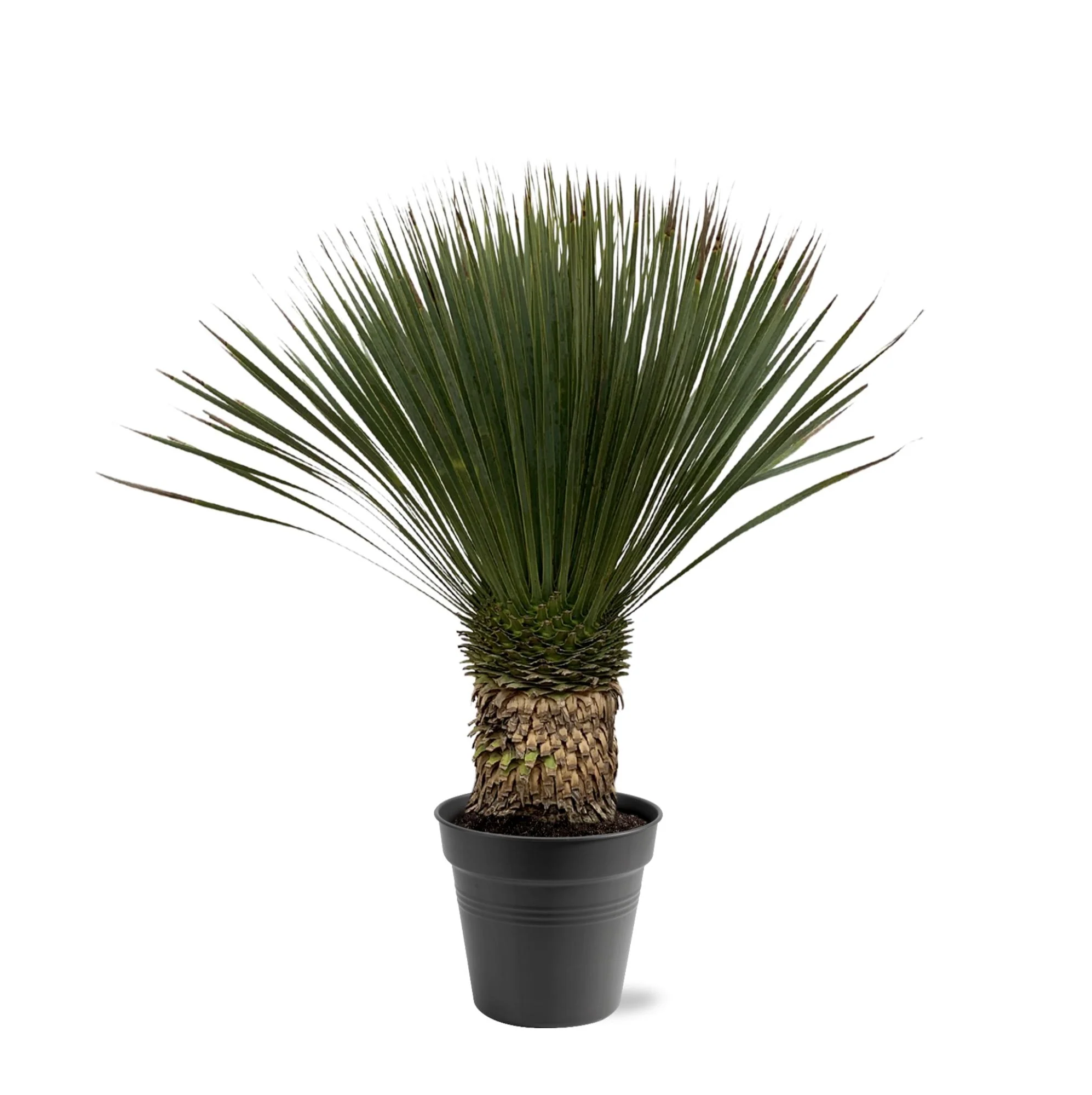 Yucca Rostrata | 80 - 100 cm | Ø38 cm