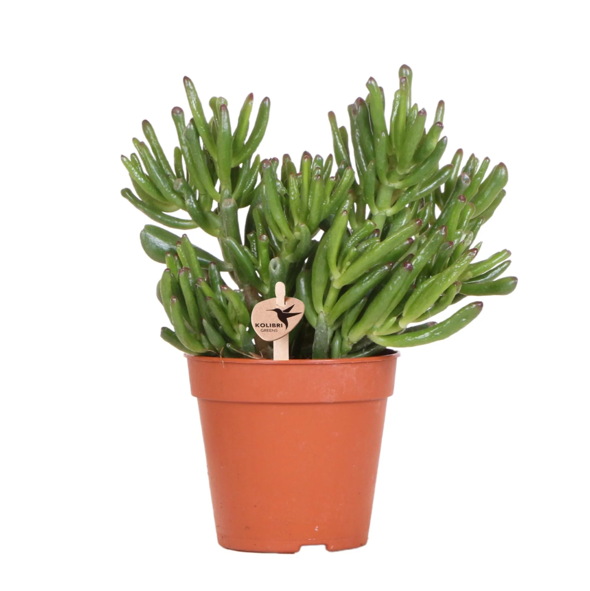 Crassula 'Hobbit' – Sukkulente Zimmerpflanze | Ø12 cm