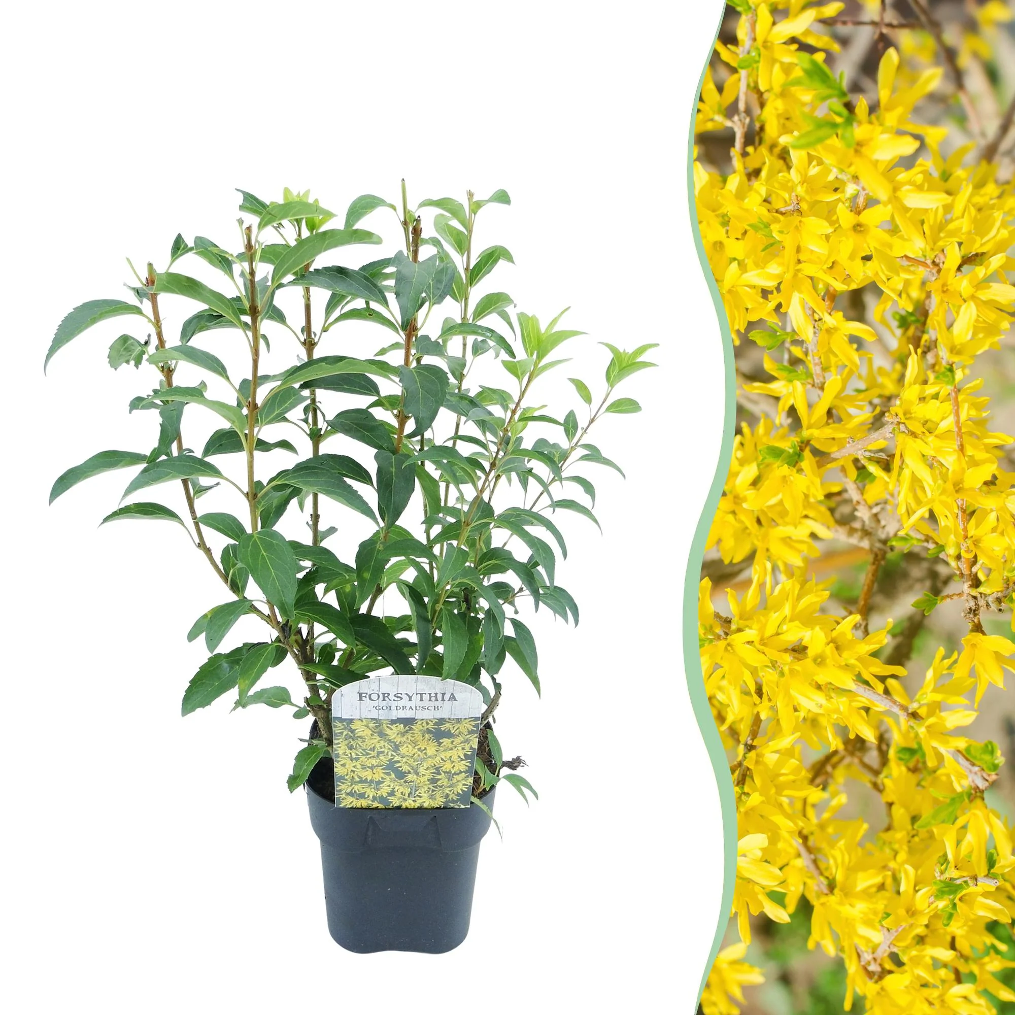 Goldrausch - Forsythia intermedia | Topf 17cm Höhe 45cm