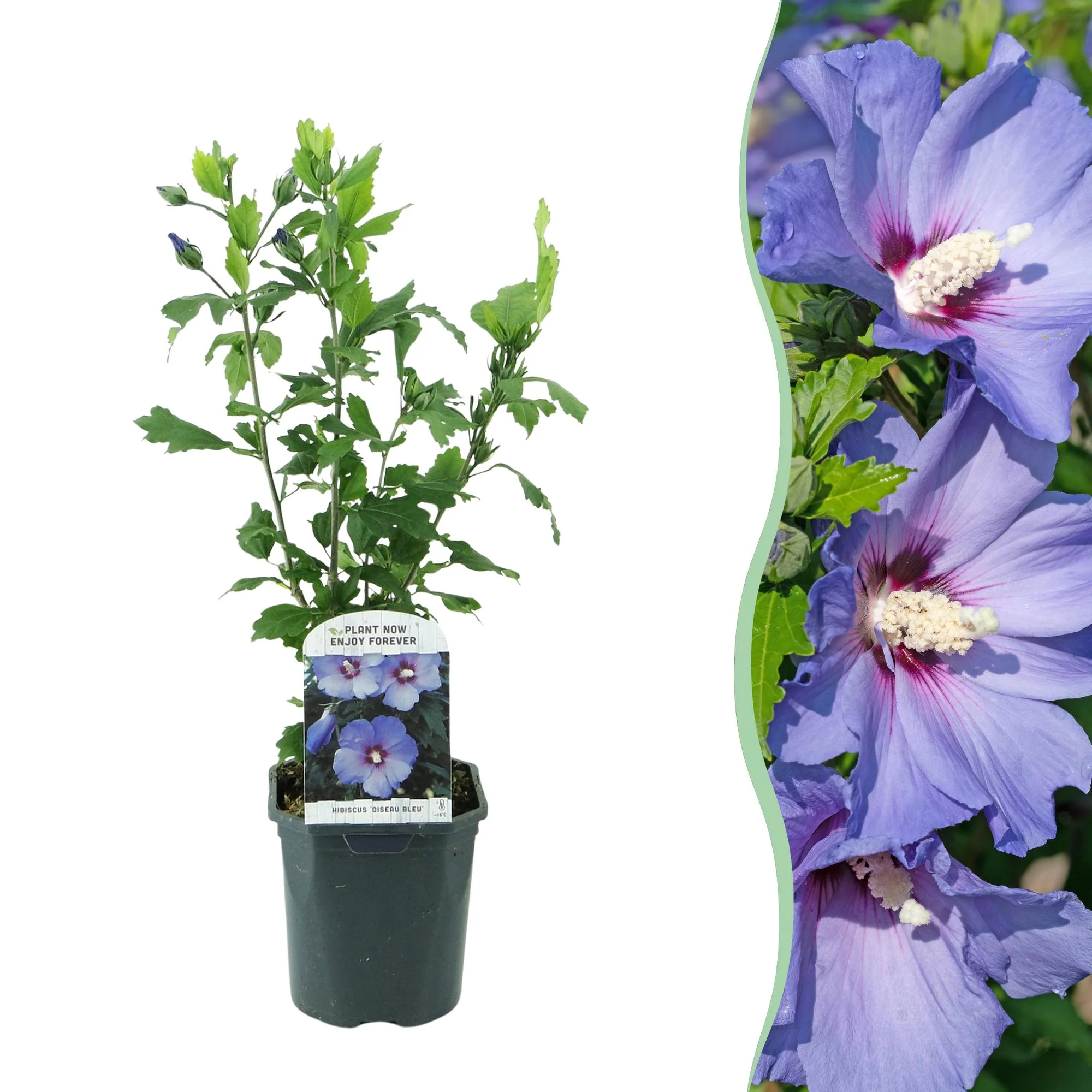 Garteneibisch 'Blauer Vogel' - Hibiscus syriacus Oiseau Blue | Topf 17cm Höhe 45cm