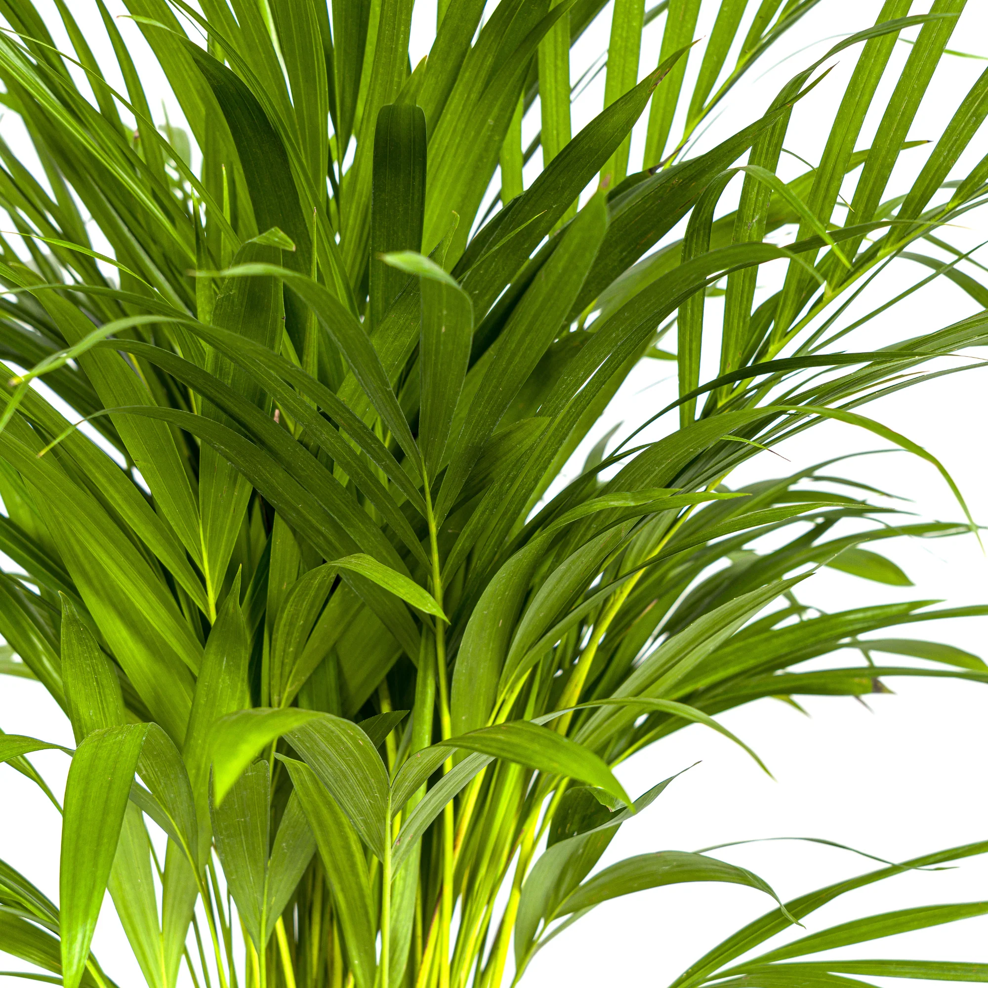 Goldfruchtpalme - Areca-Palme - Dypsis Areca Lutescens | 80 - 100cm | Ø19cm