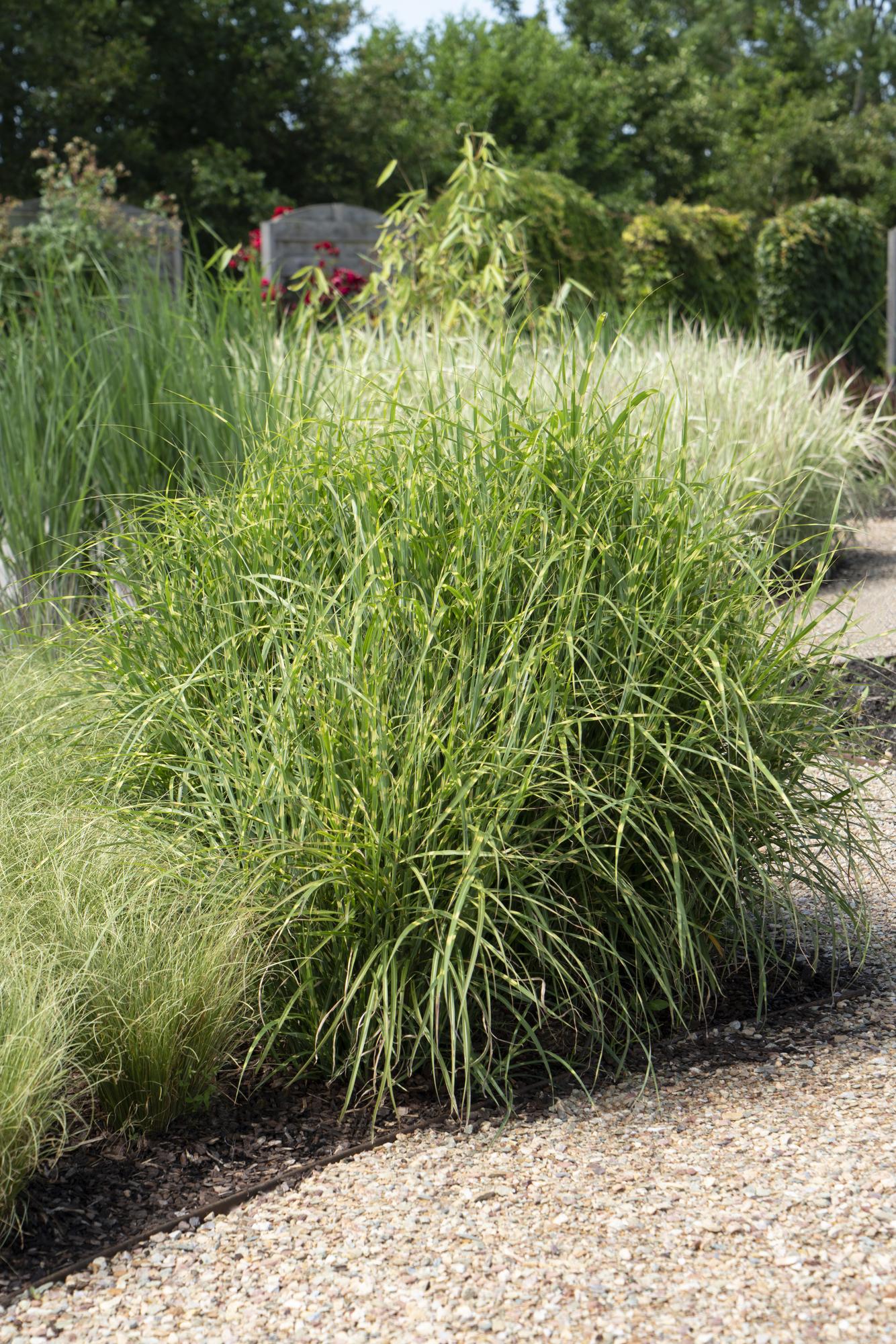 Japanisches Silbergras – Miscanthus sinensis Strictus | 60 cm | Topf Ø23 cm