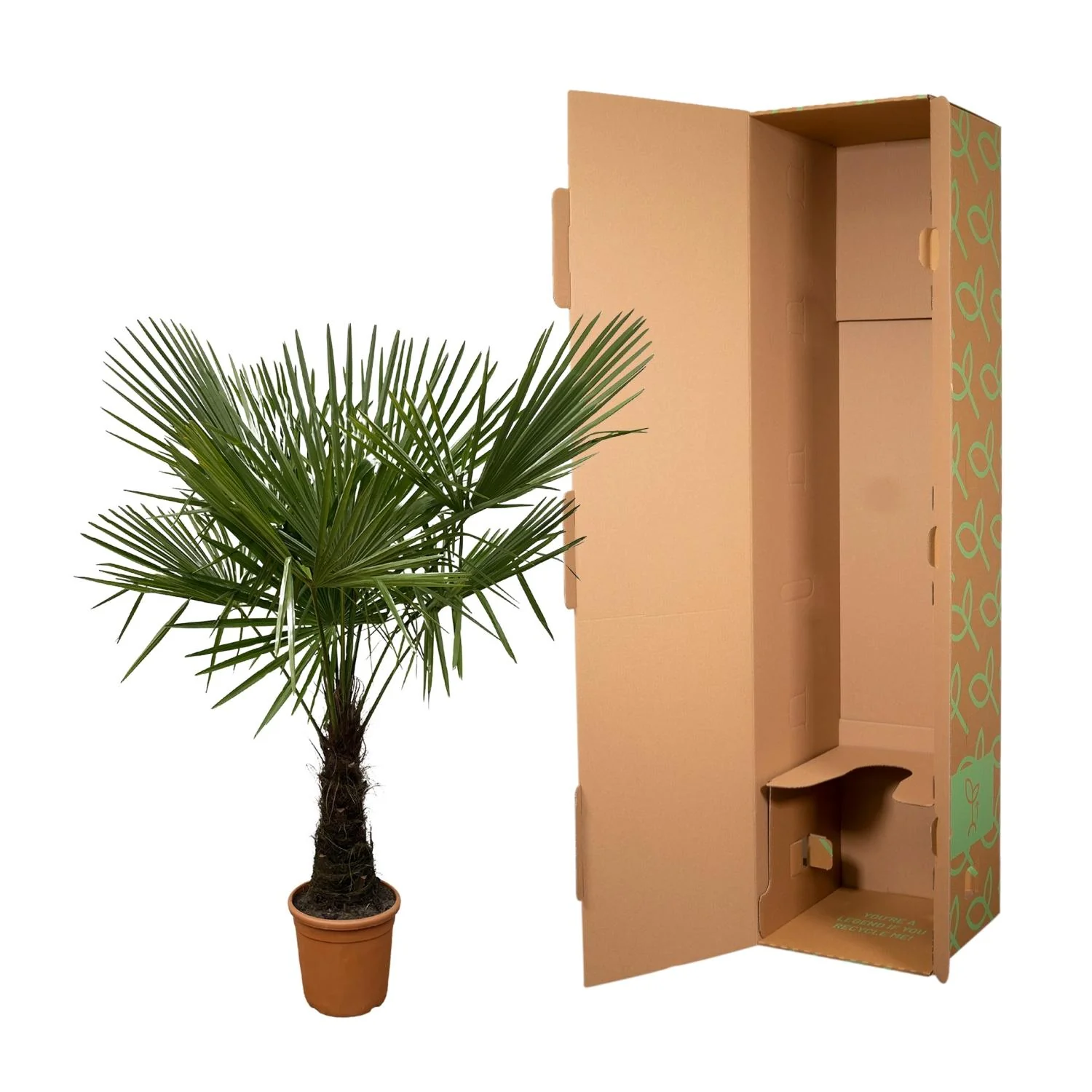 Chinesische Hanfpalme - Trachycarpus | 160-180cm | Ø30 cm