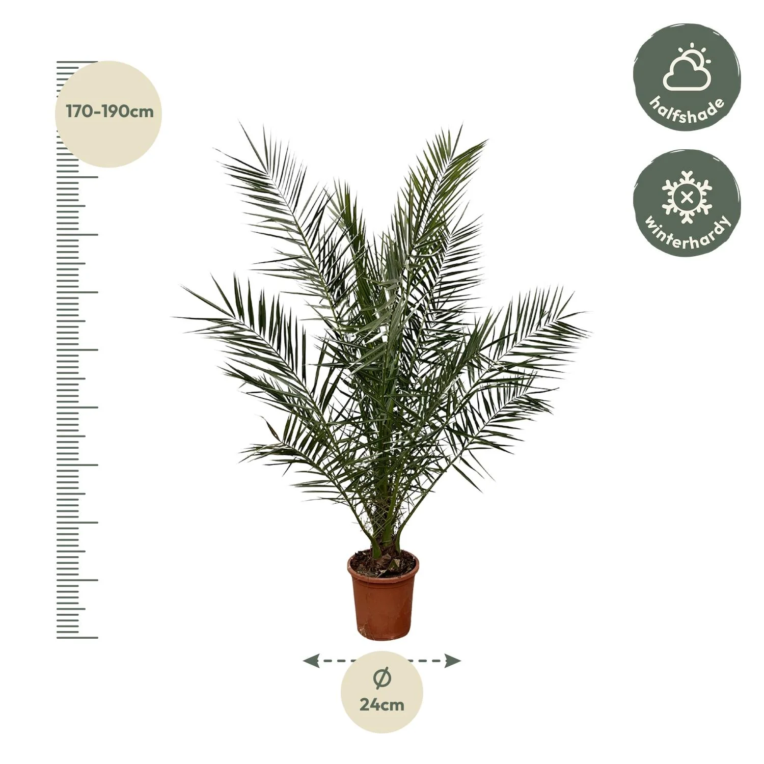 Kanarische Dattelpalme - Phoenix Canariensis | 170 cm | Ø30cm