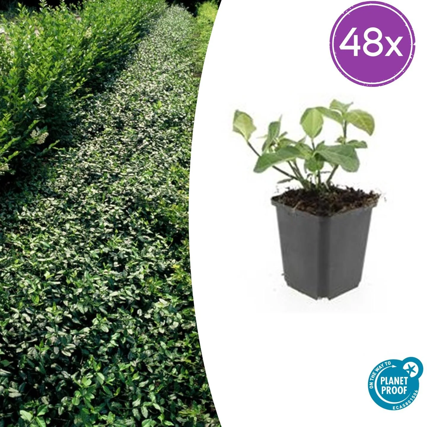 48x Rankender Spindelstrauch - Euonymus fort. 'Dart's Blanket' | 10-25cm | Ø9cm