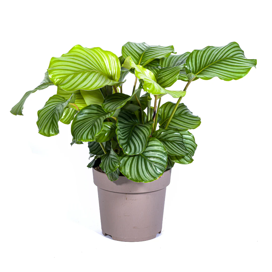 Korbmarante - Calathea Orbifolia | 70 - 90cm | Ø27cm
