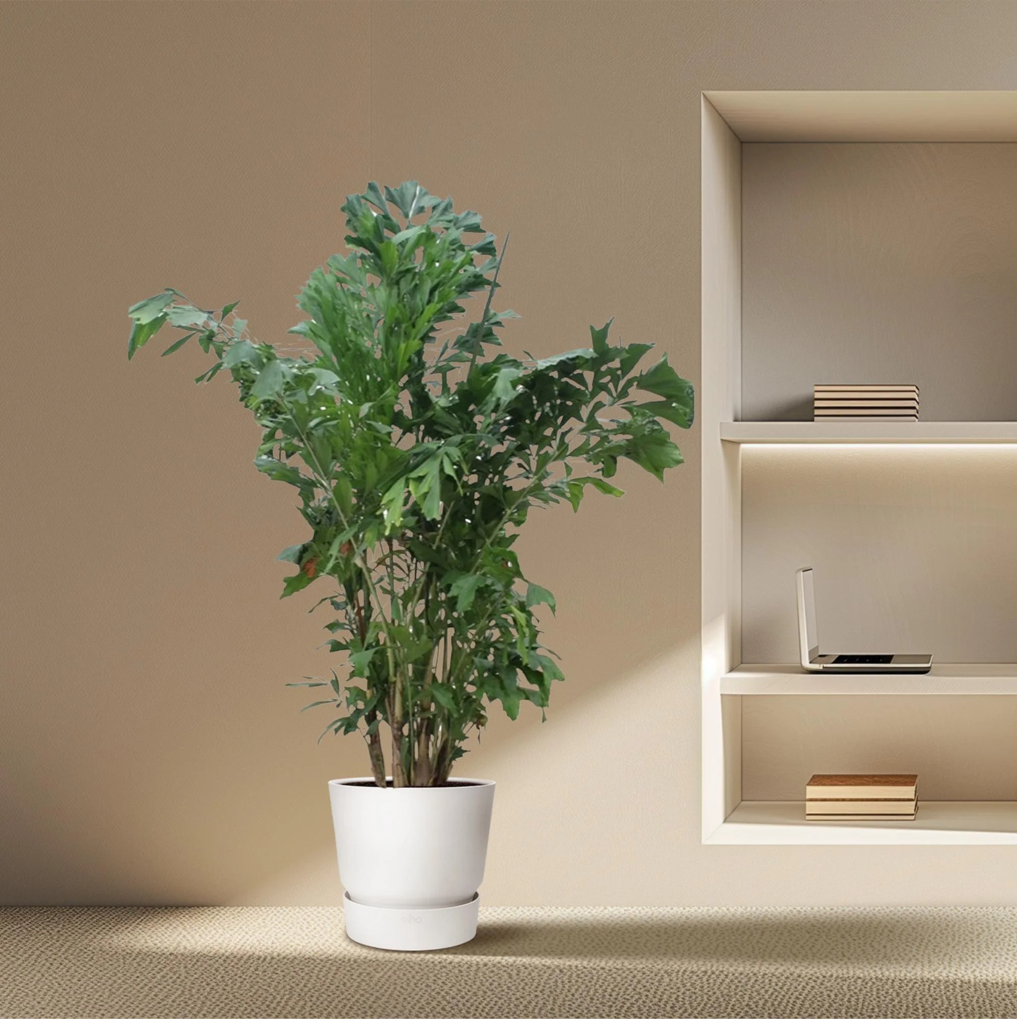 XXL Fischschwanzpalme - Caryota Mitis | 220 cm | Ø45 cm