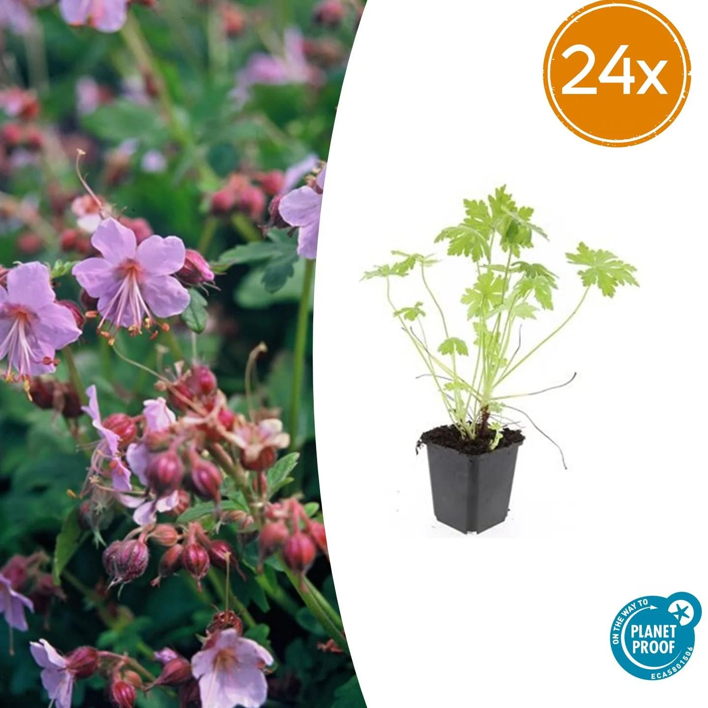 24x Großes Storchschnabel - Geranium macrorrhizum | 10-25cm | Ø9cm